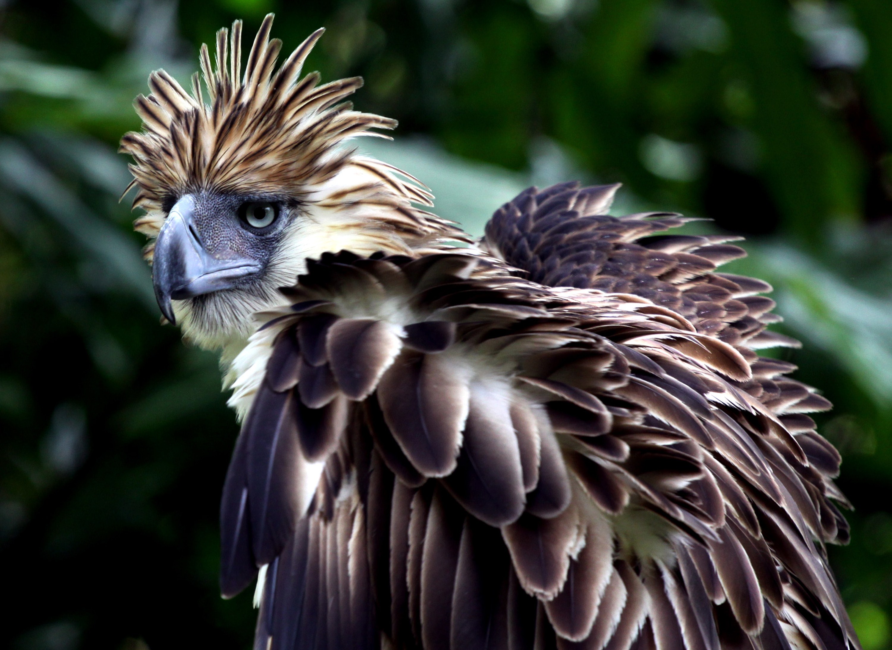 Philippine Eagle Wallpapers