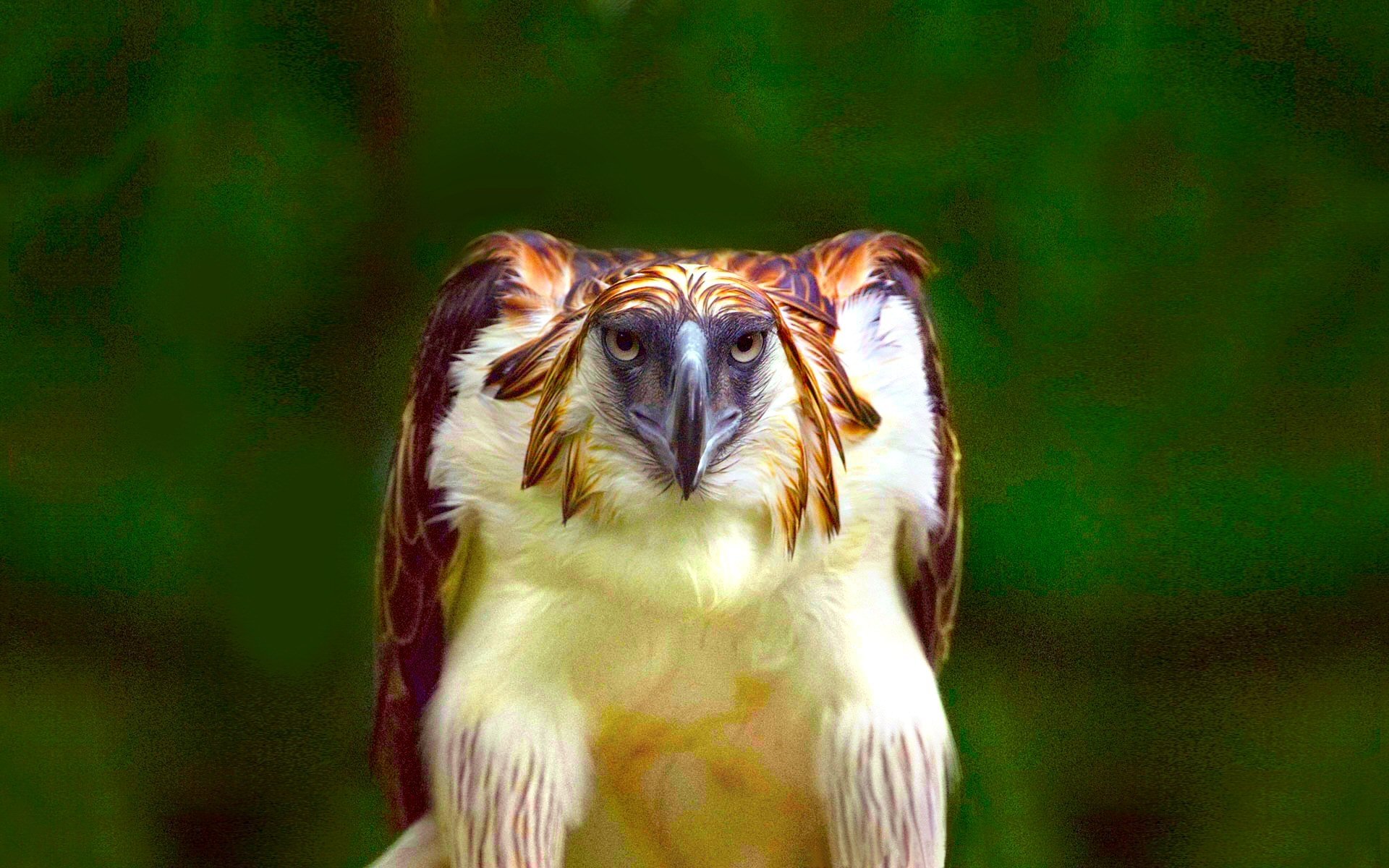 Philippine Eagle Wallpapers