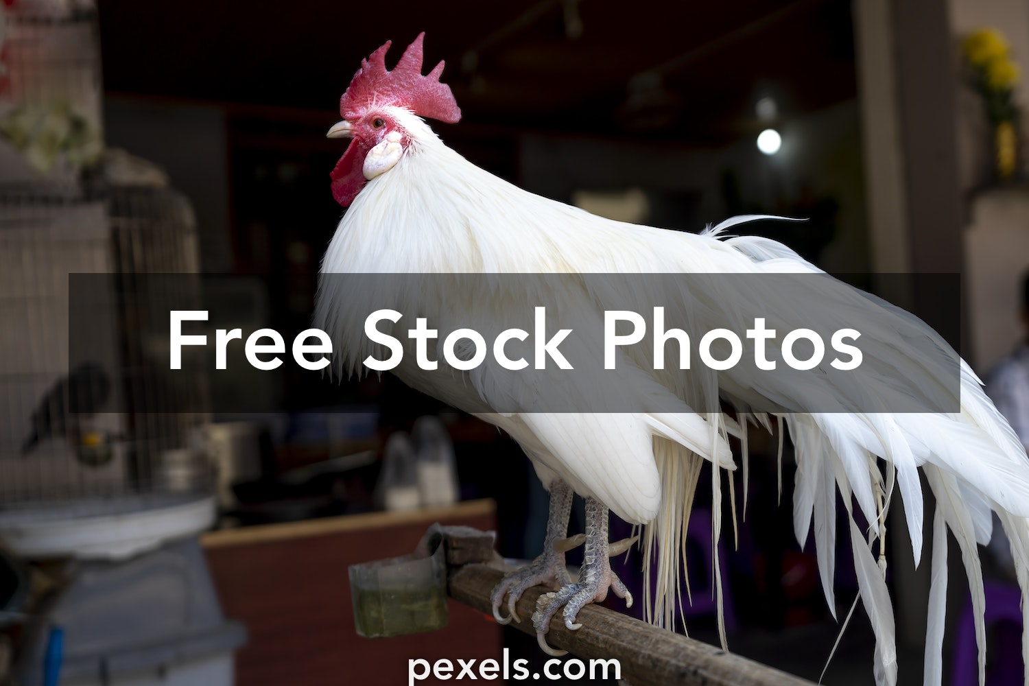 Phoenix Bird Images Free Download Wallpapers