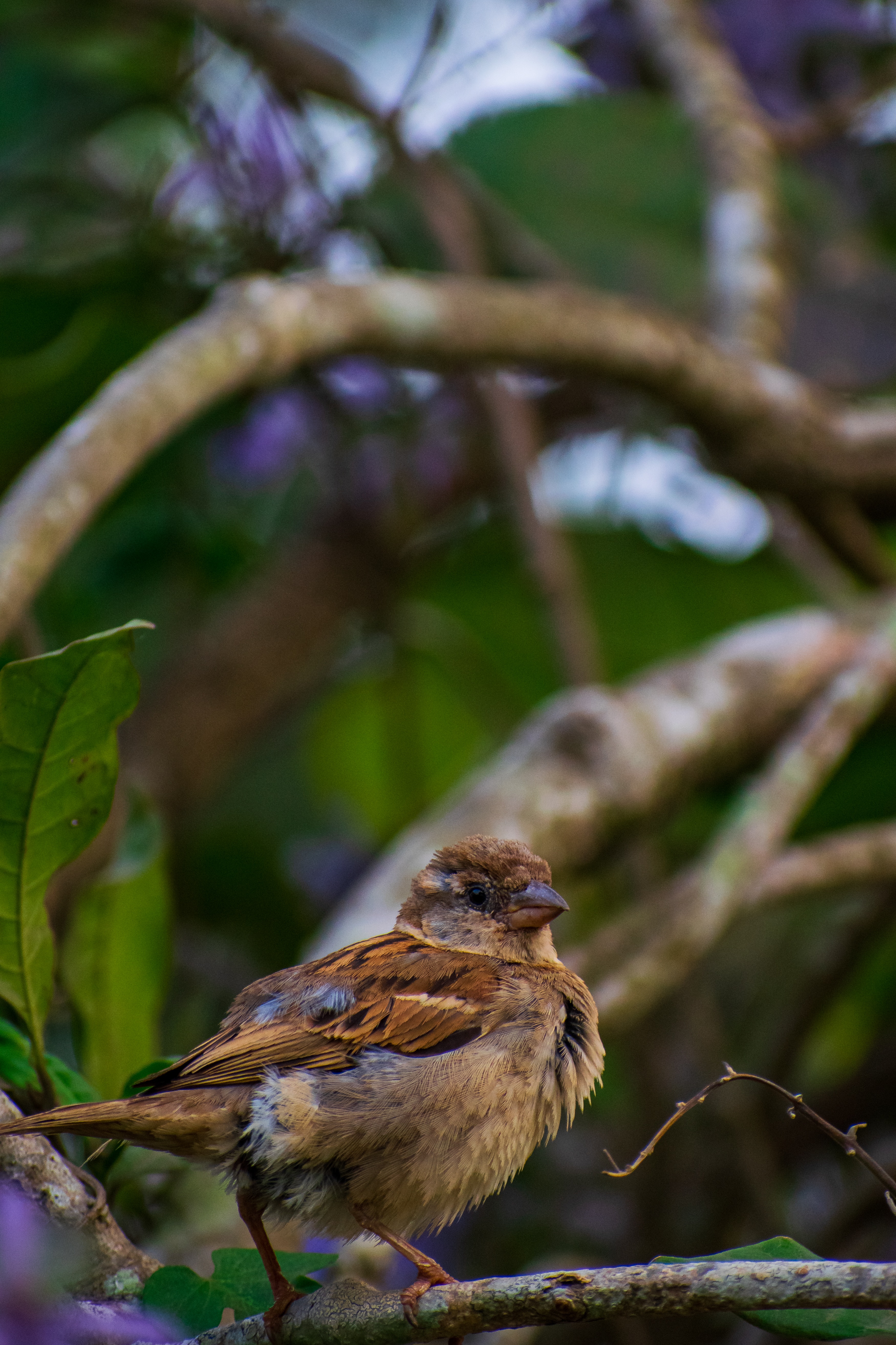 Phoenix Bird Images Free Download Wallpapers