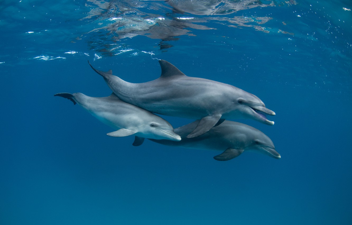 Pictures Of Dolphins Under Water Wallpapers