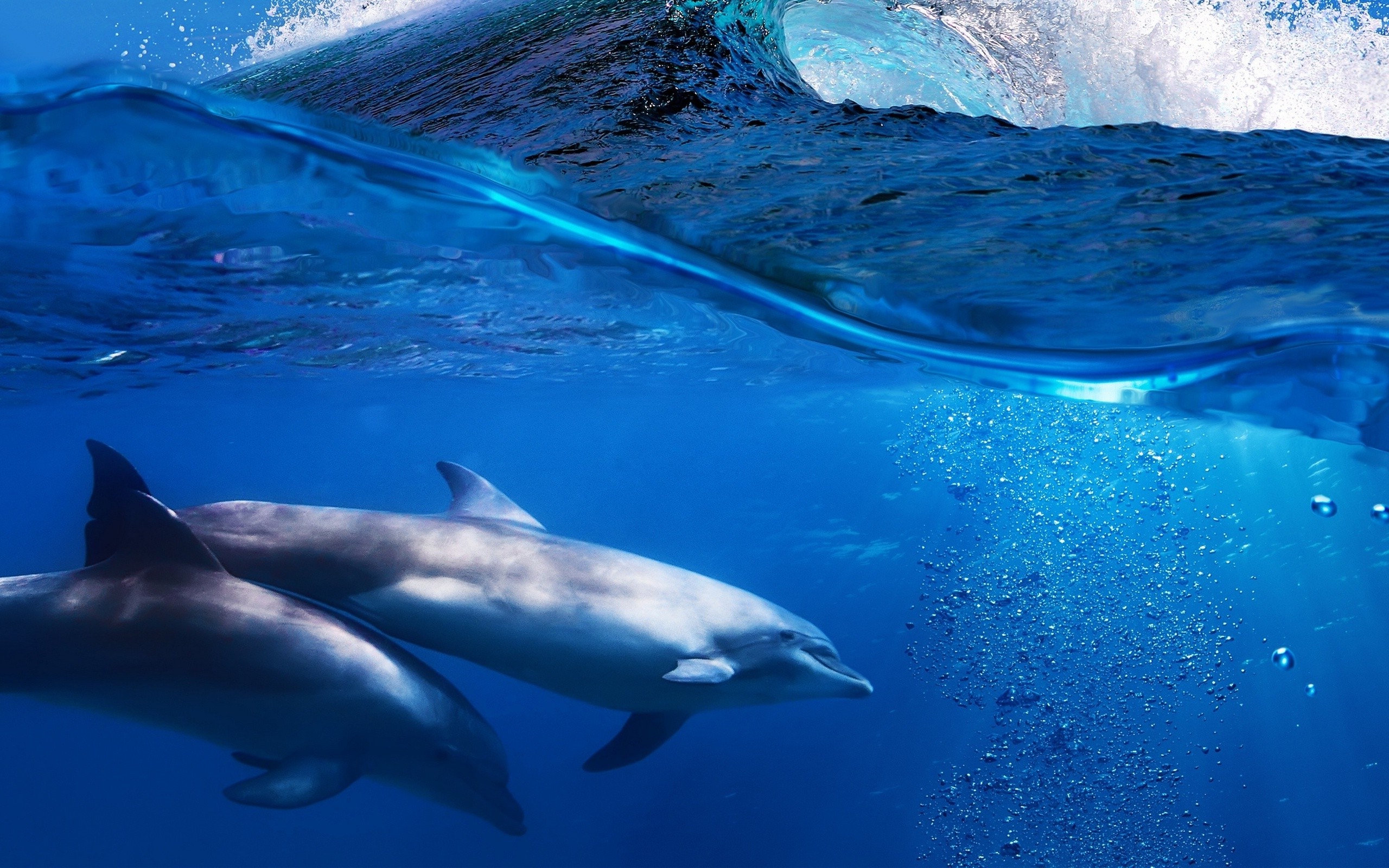 Pictures Of Dolphins Under Water Wallpapers