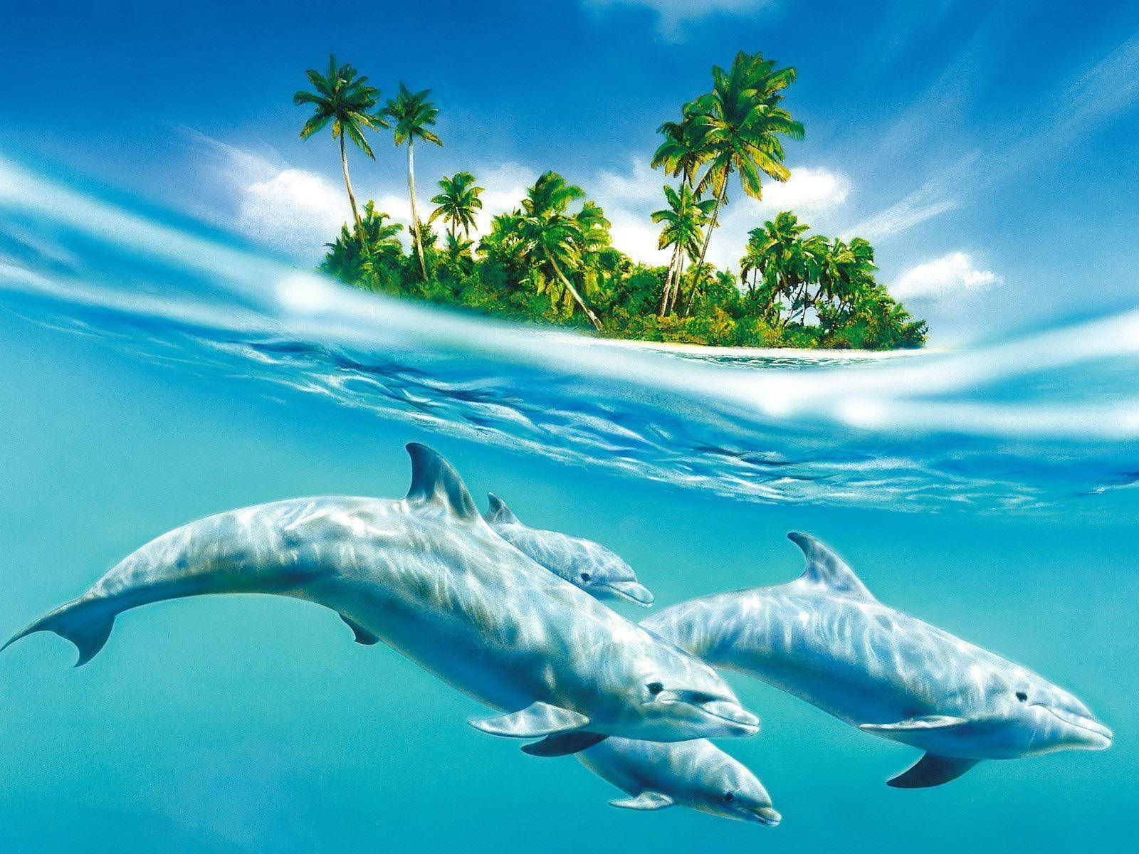 Pictures Of Dolphins Under Water Wallpapers