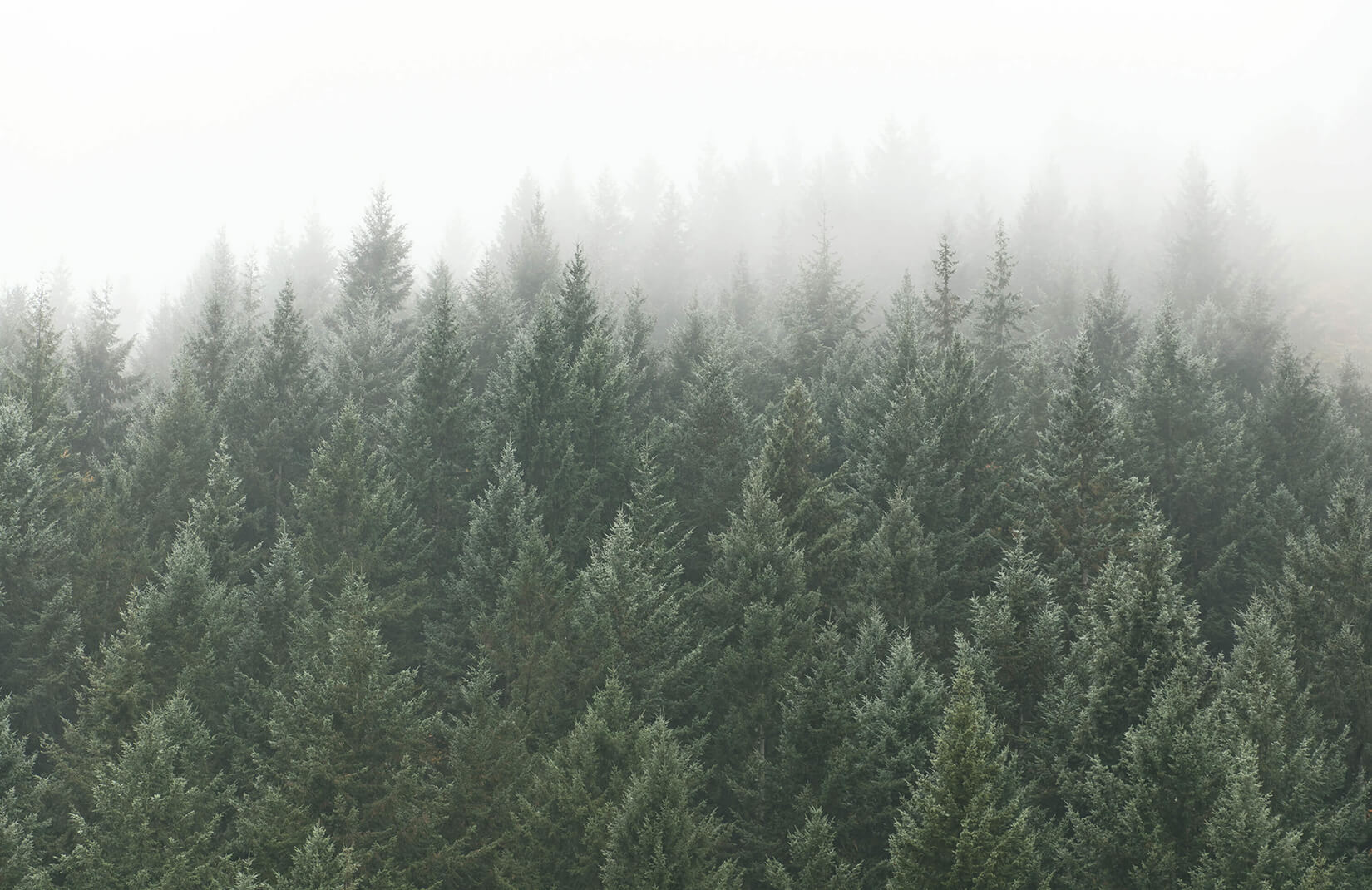 Pine Forest Wallpapers