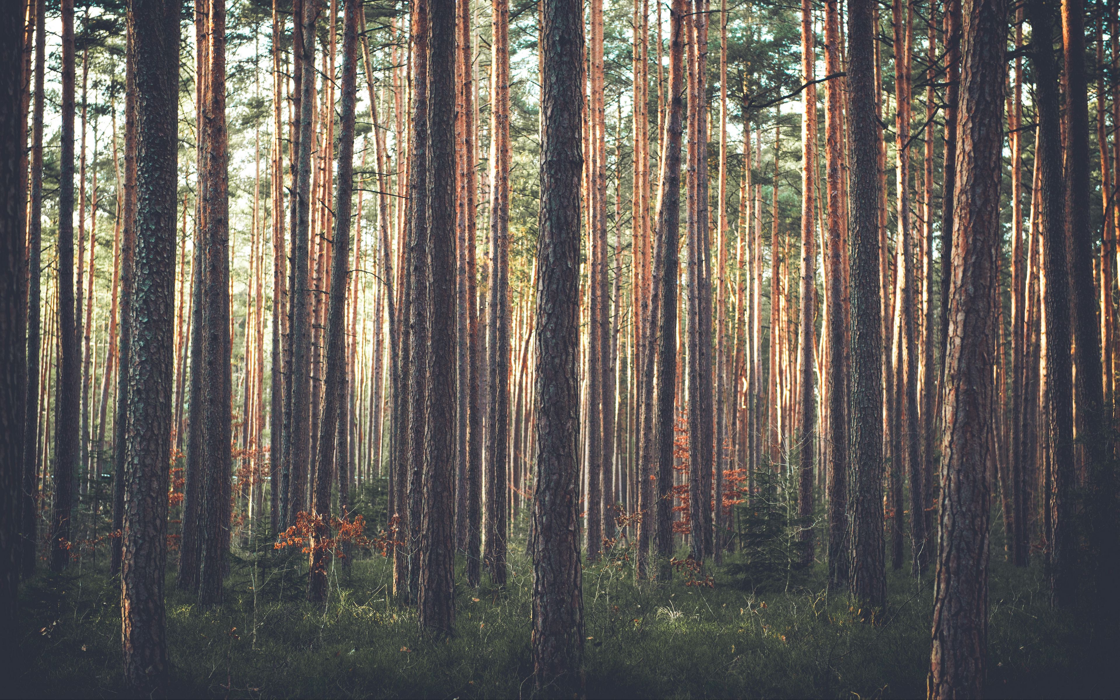 Pine Forest Wallpapers