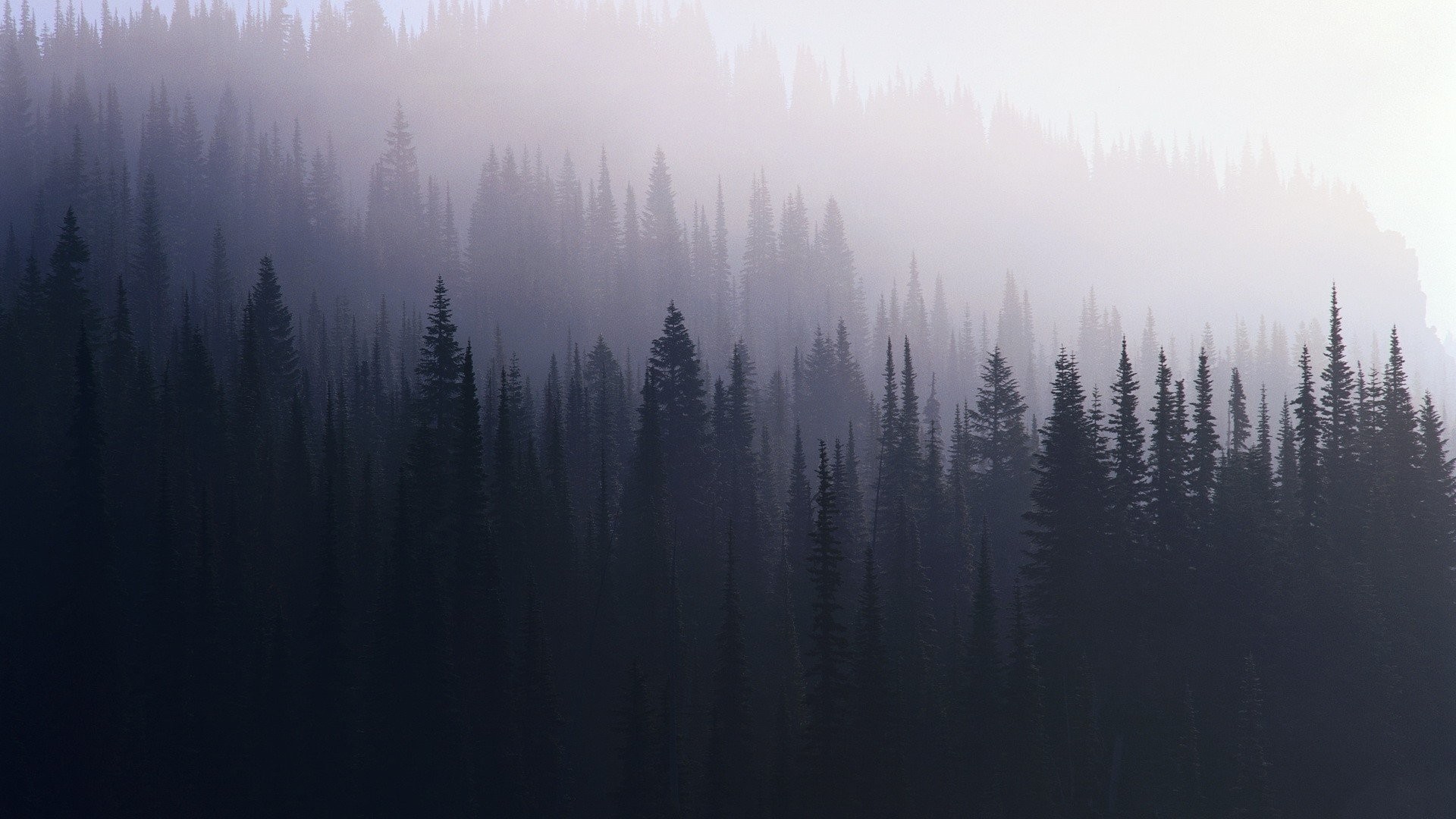 Pine Forest Wallpapers