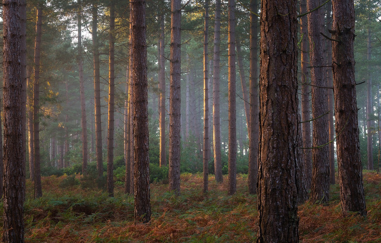 Pine Forest Wallpapers