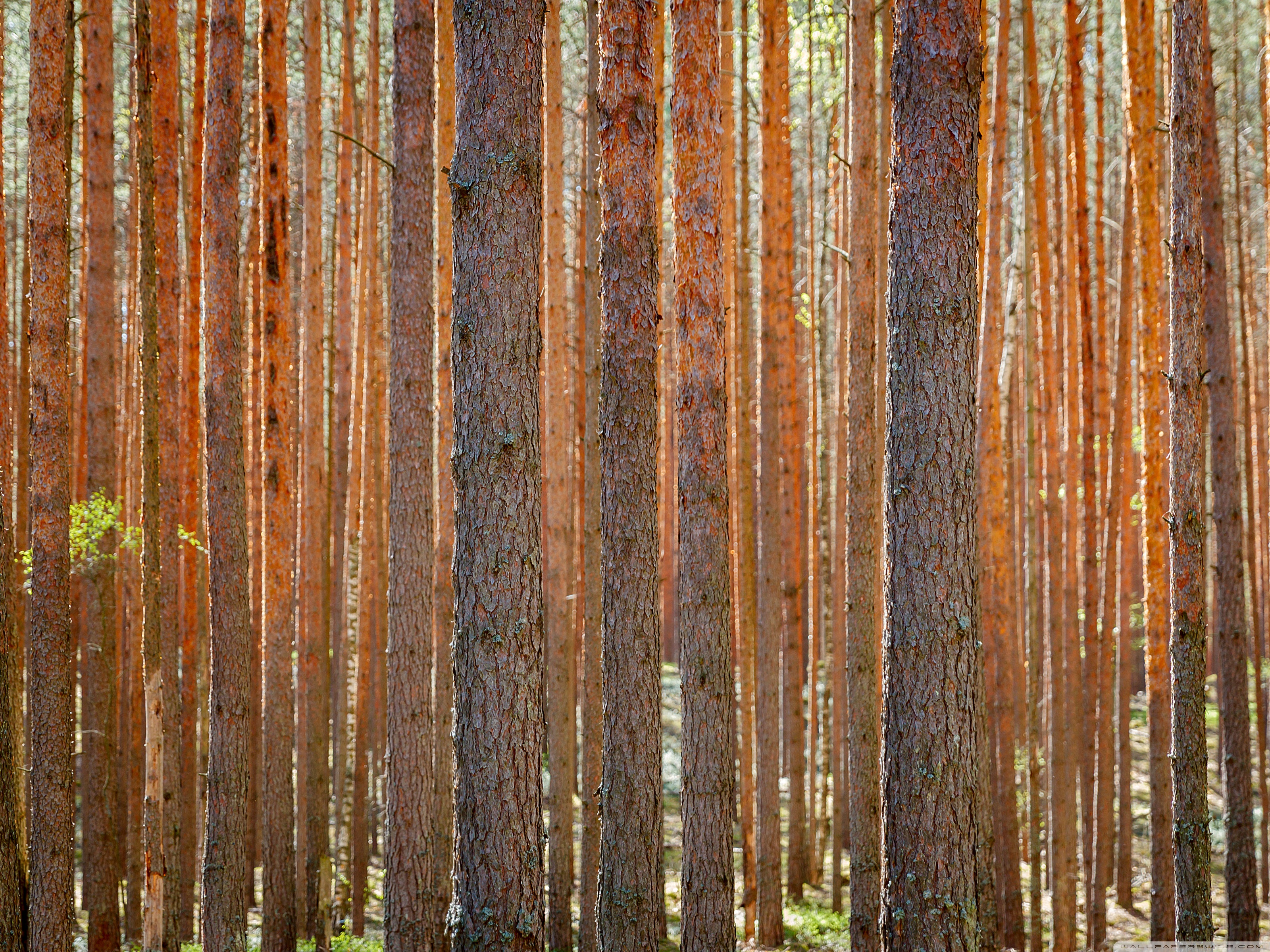 Pine Forest Wallpapers