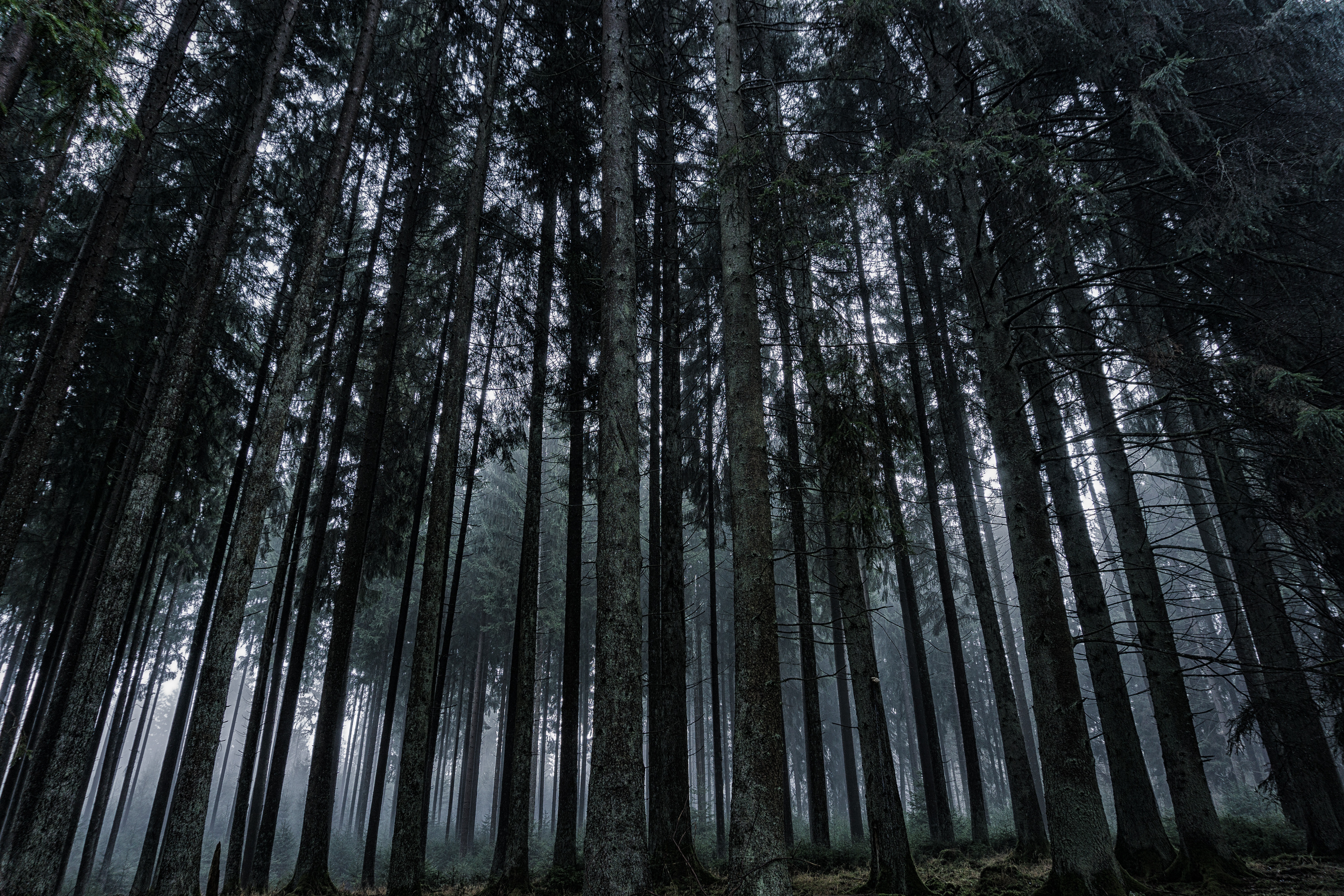 Pine Forest Wallpapers