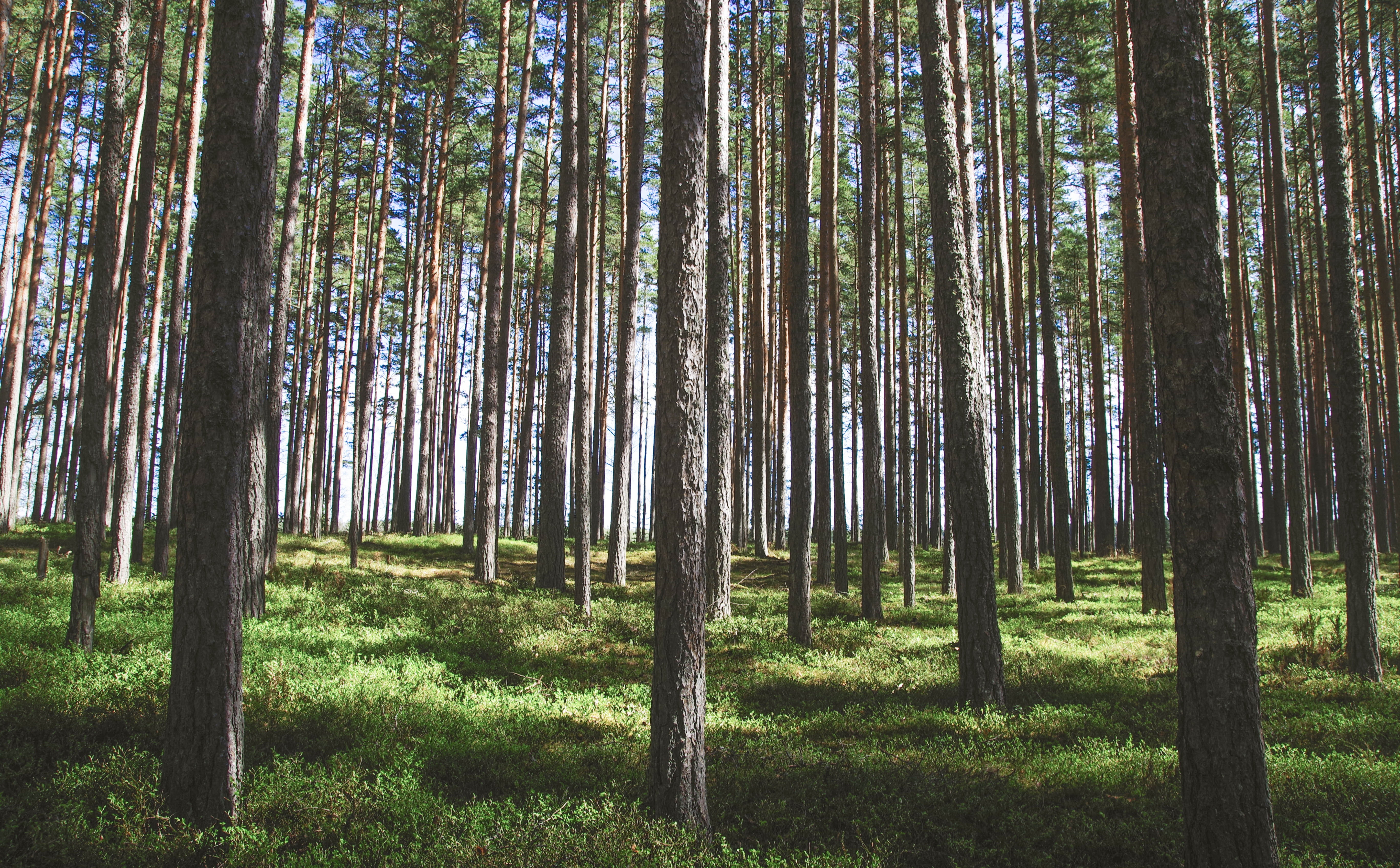 Pine Forest Wallpapers