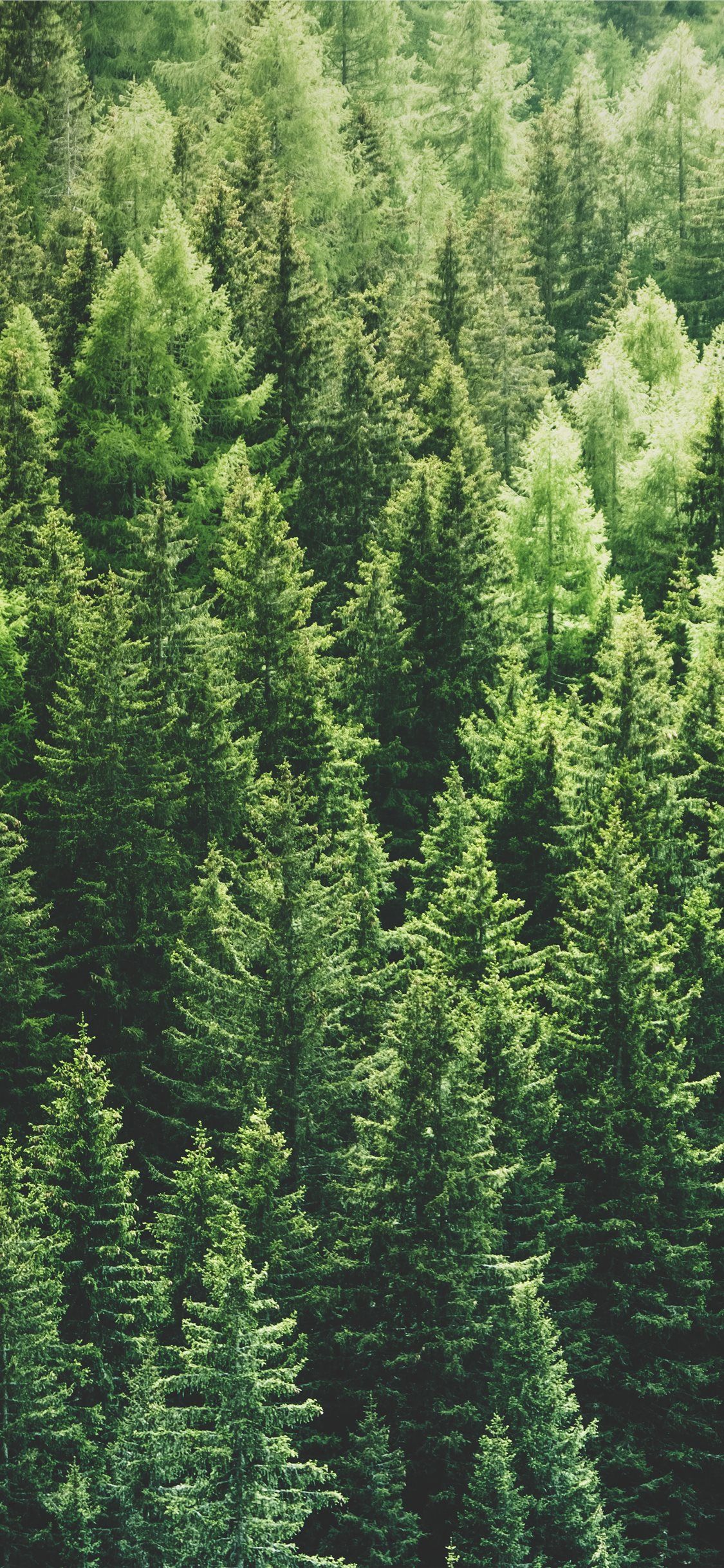 Pine Forest Wallpapers