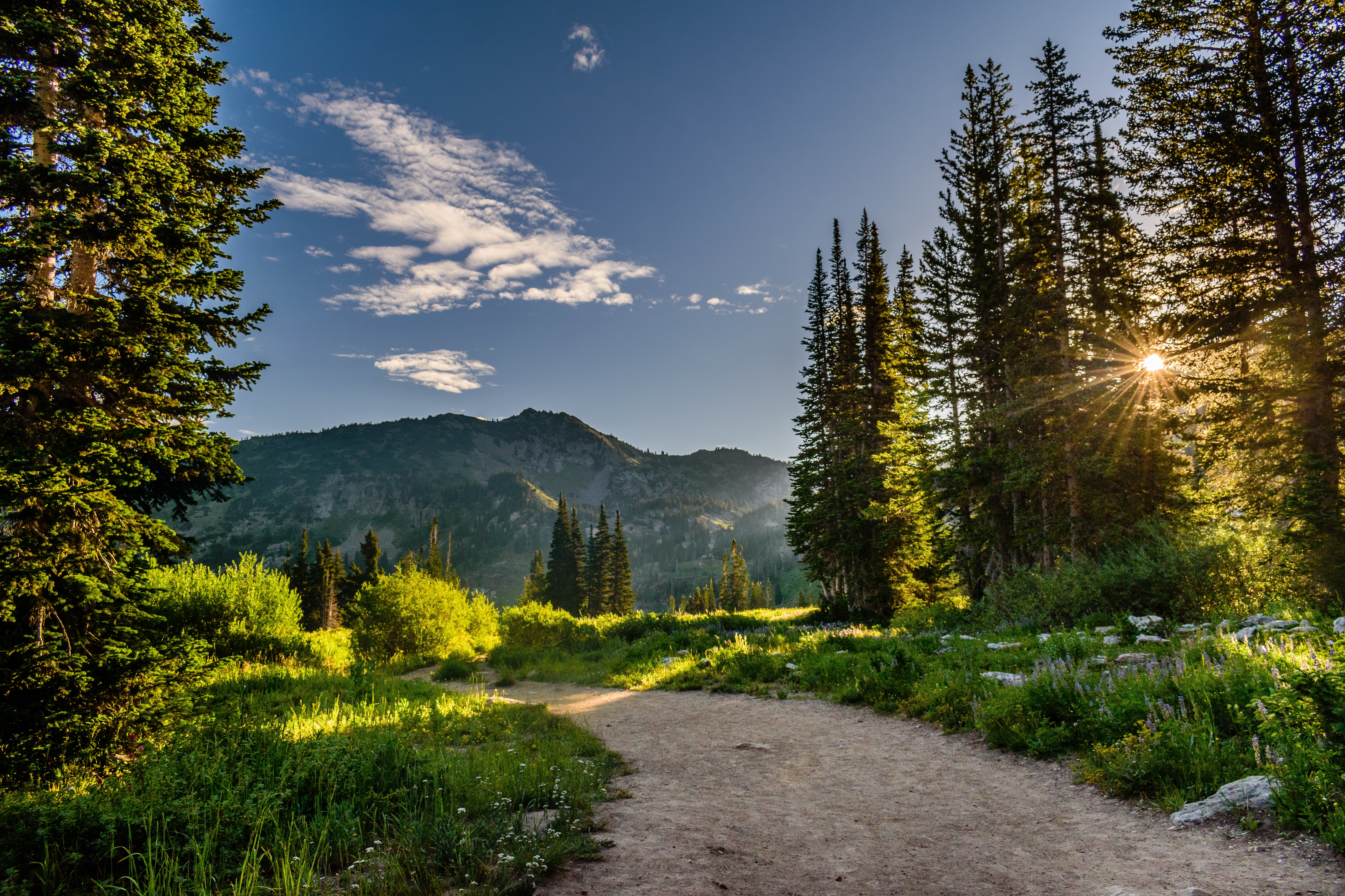 Pine Forest Wallpapers