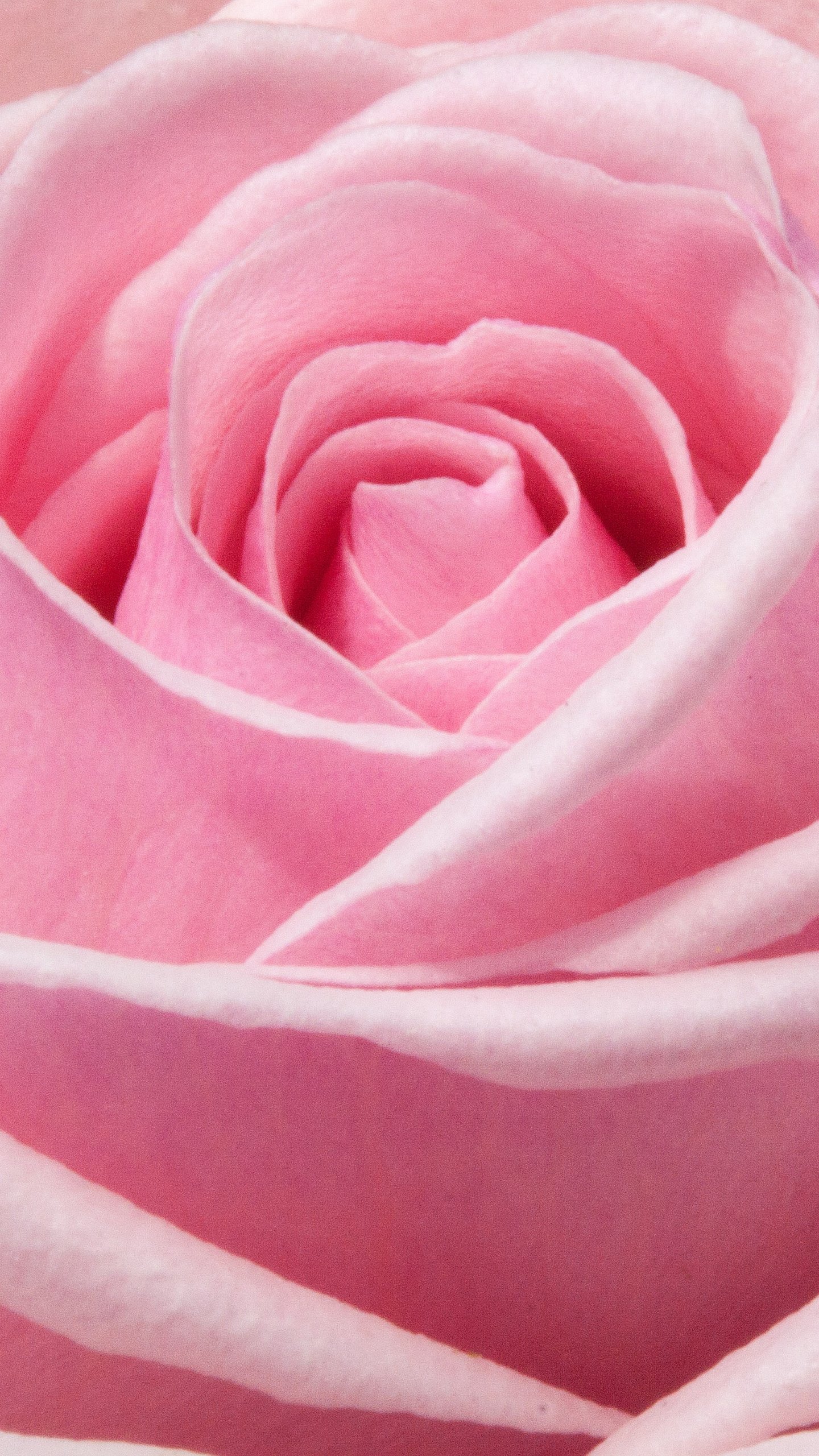 Pink Roses Images Wallpapers