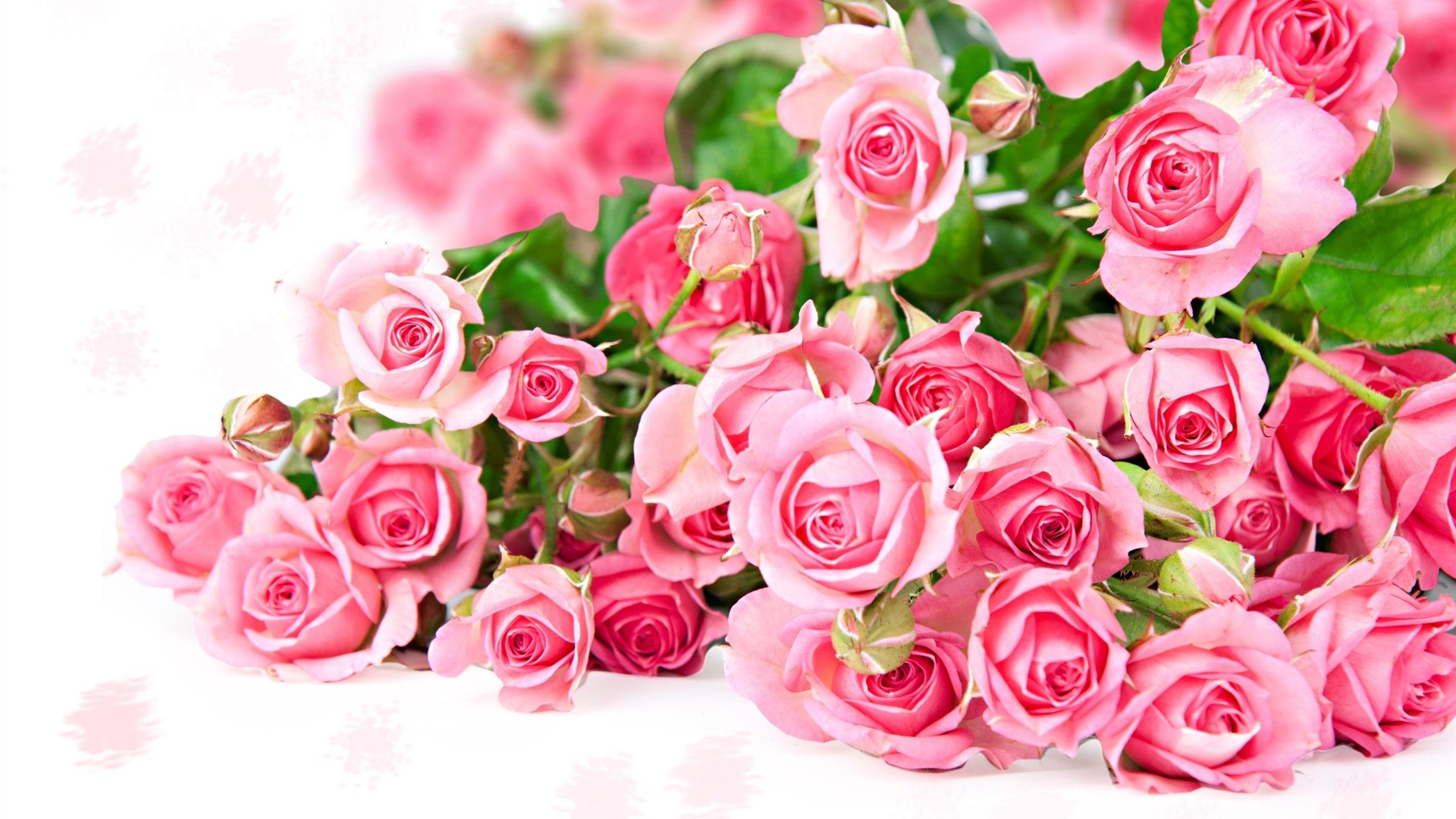 Pink Roses Images Wallpapers