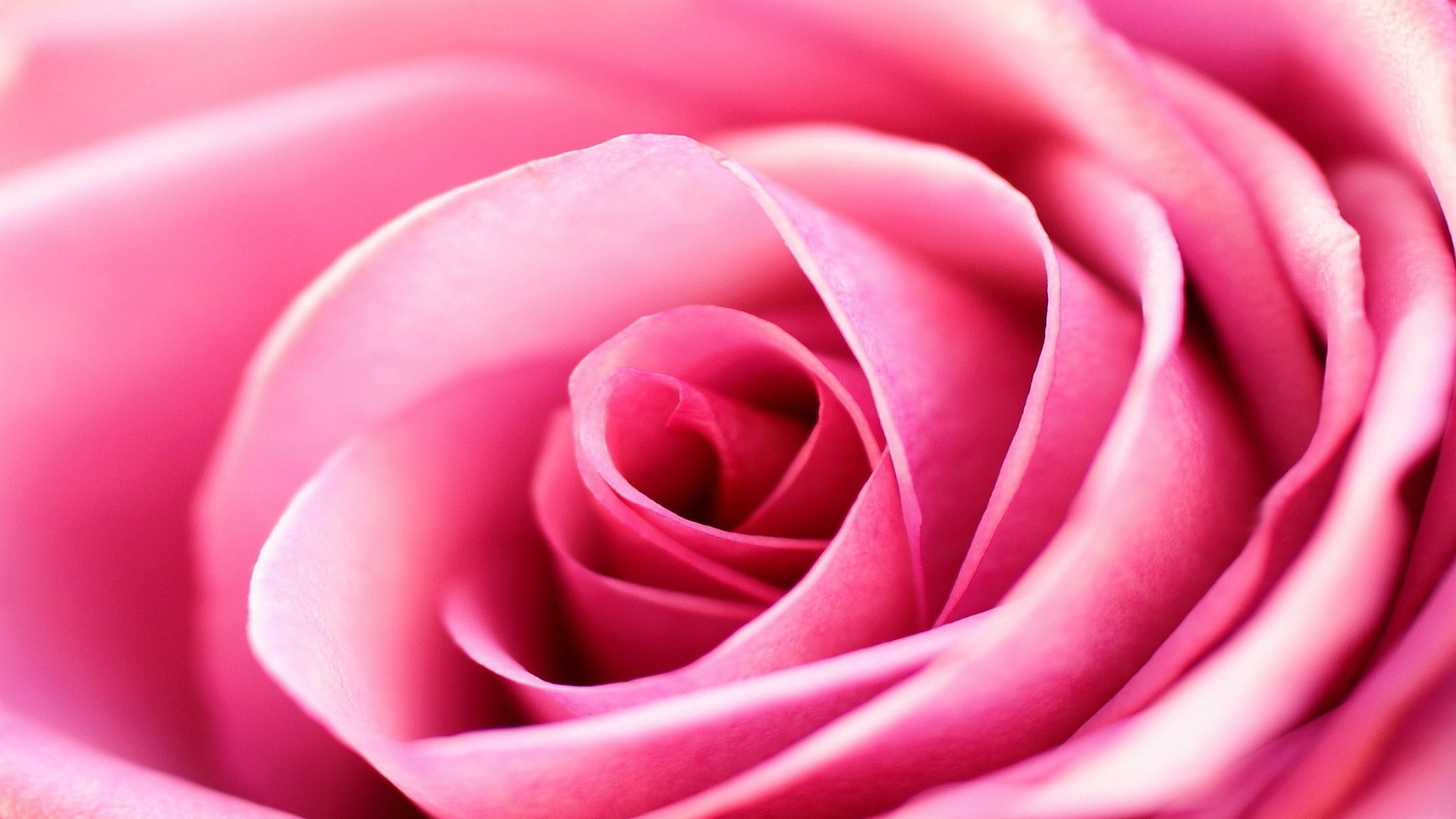 Pink Roses Images Wallpapers