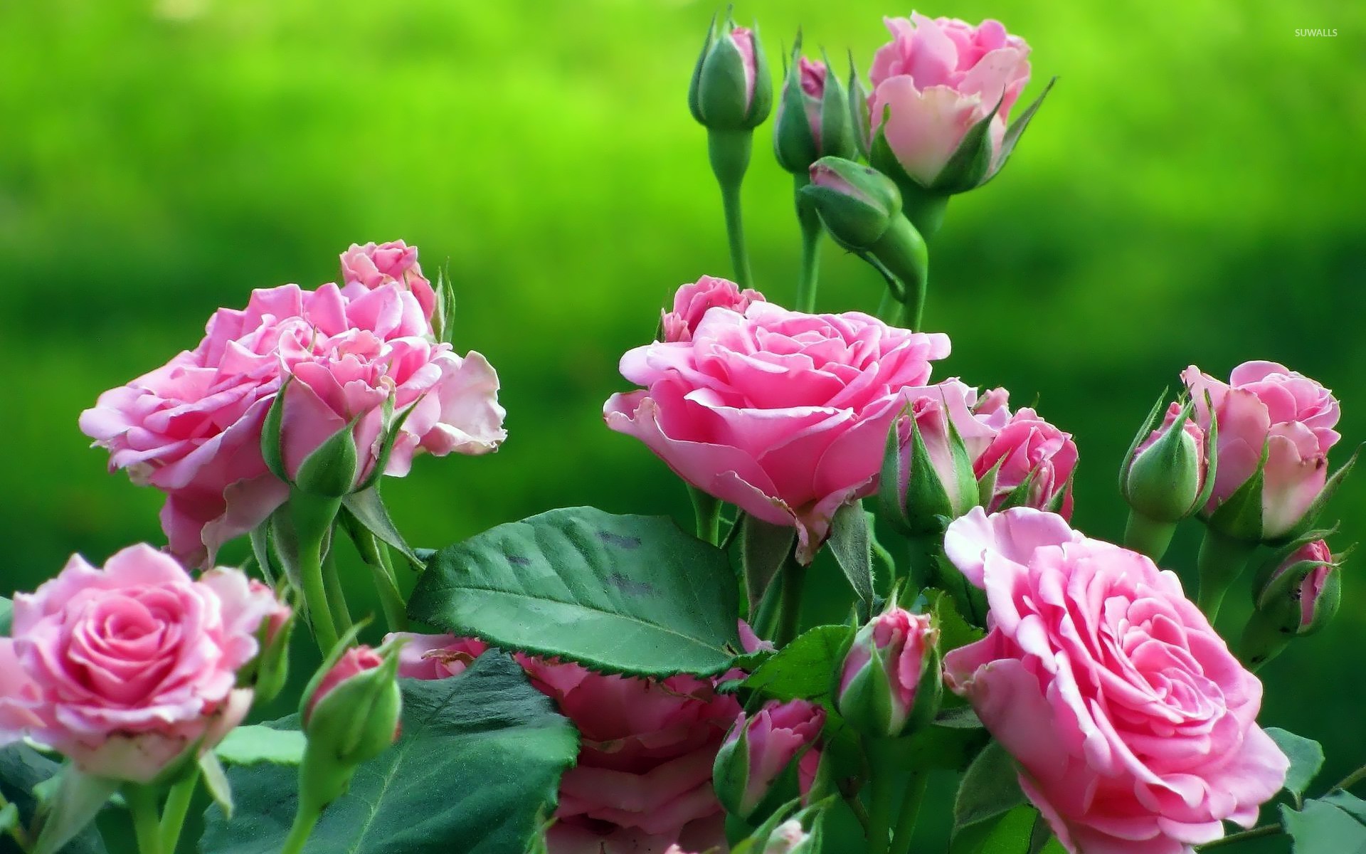 Pink Roses Images Wallpapers