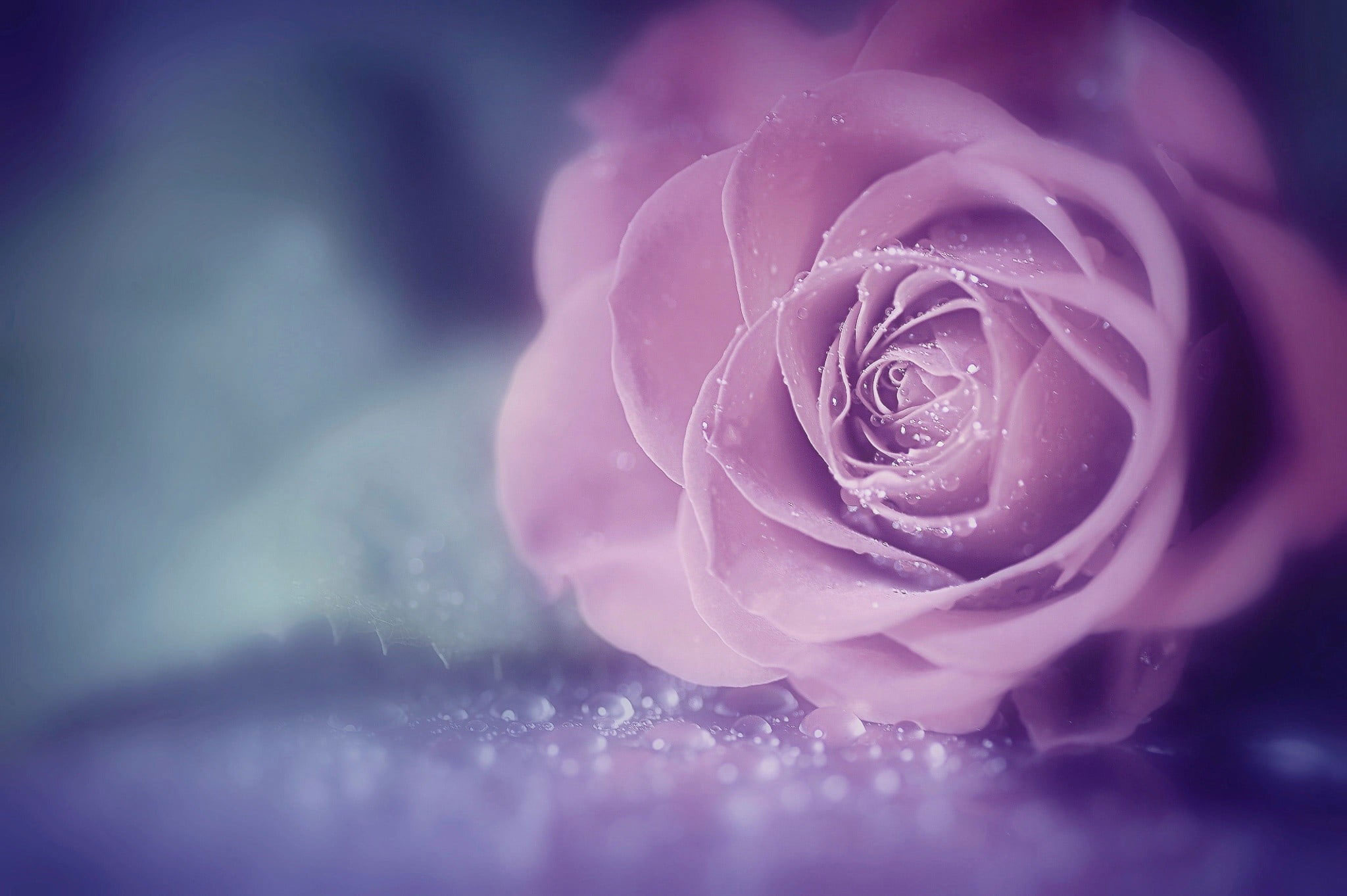 Pink Roses Images Wallpapers