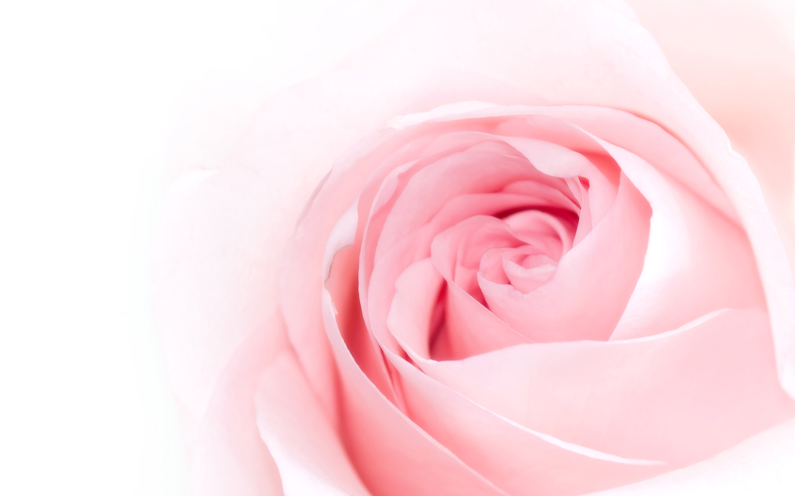 Pink Roses Images Wallpapers