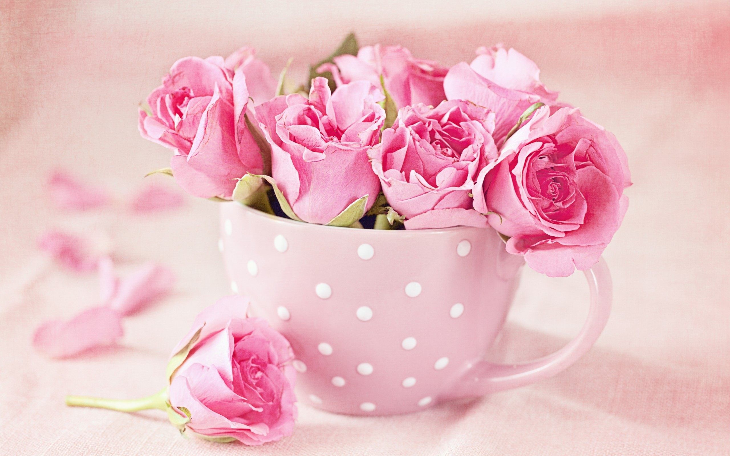 Pink Roses Images Wallpapers