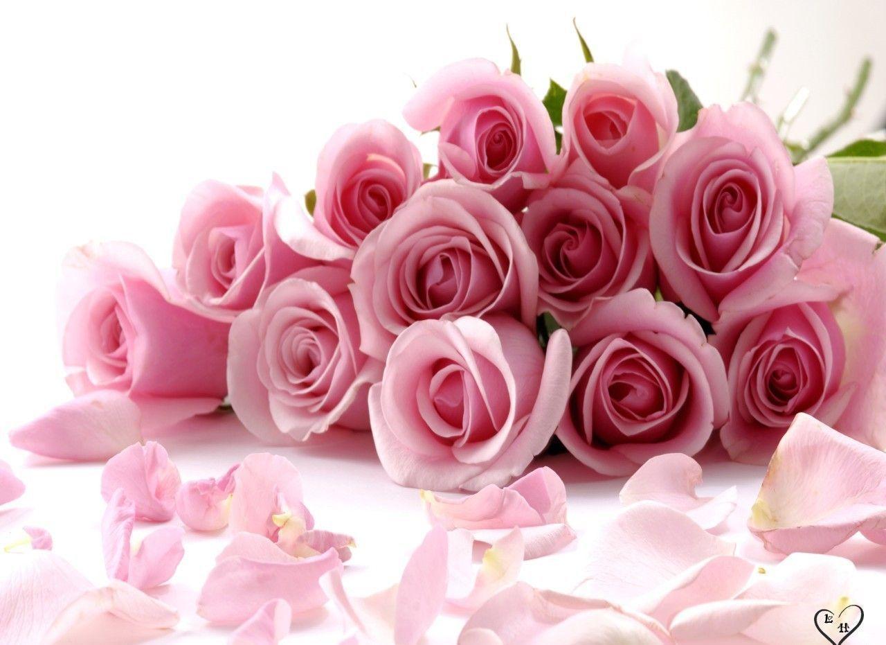 Pink Roses Images Wallpapers