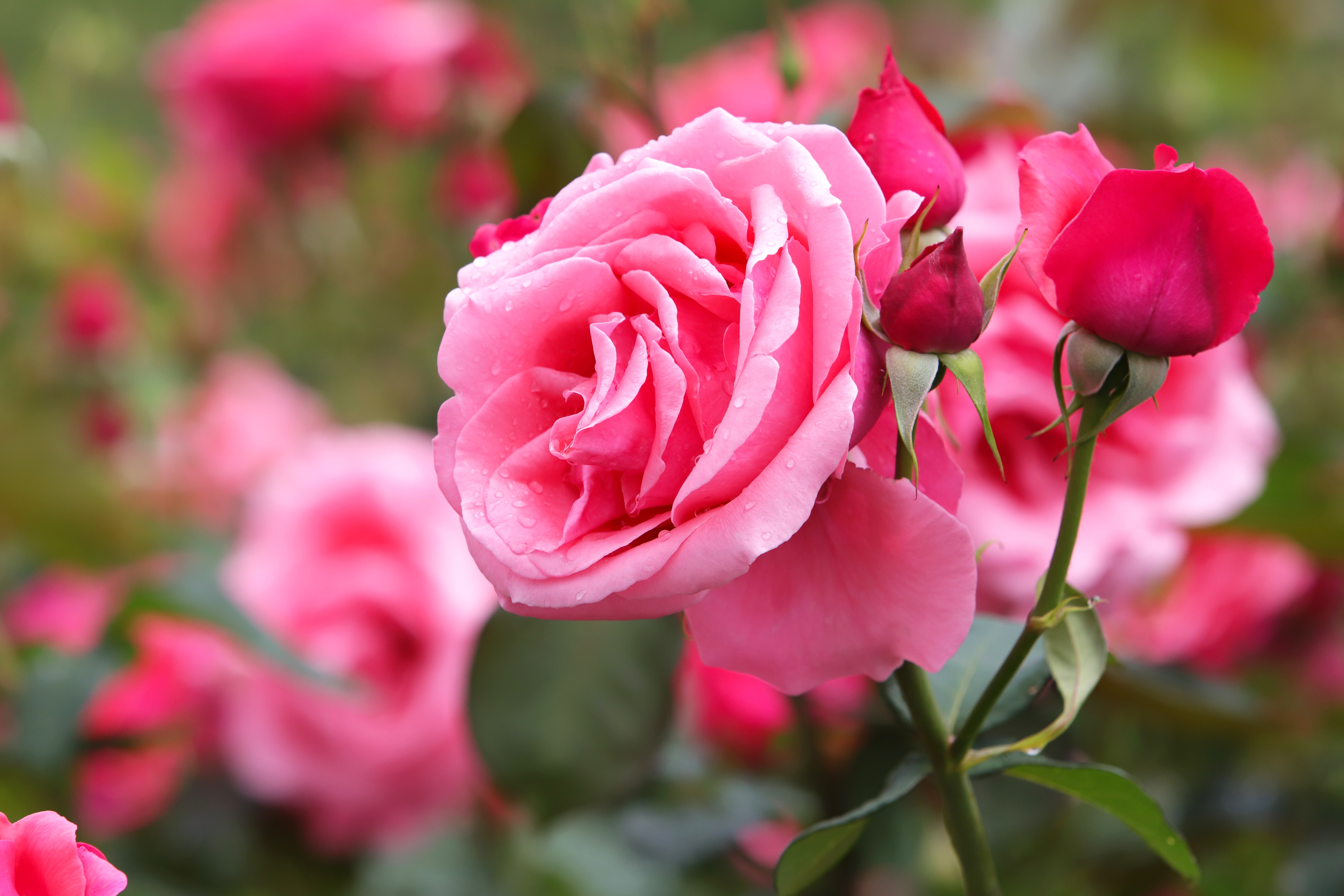 Pink Roses Images Wallpapers