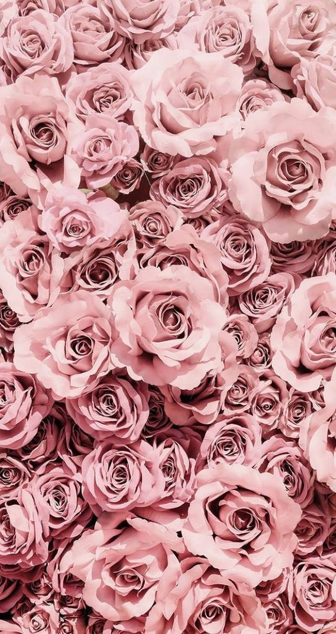 Pink Roses Images Wallpapers