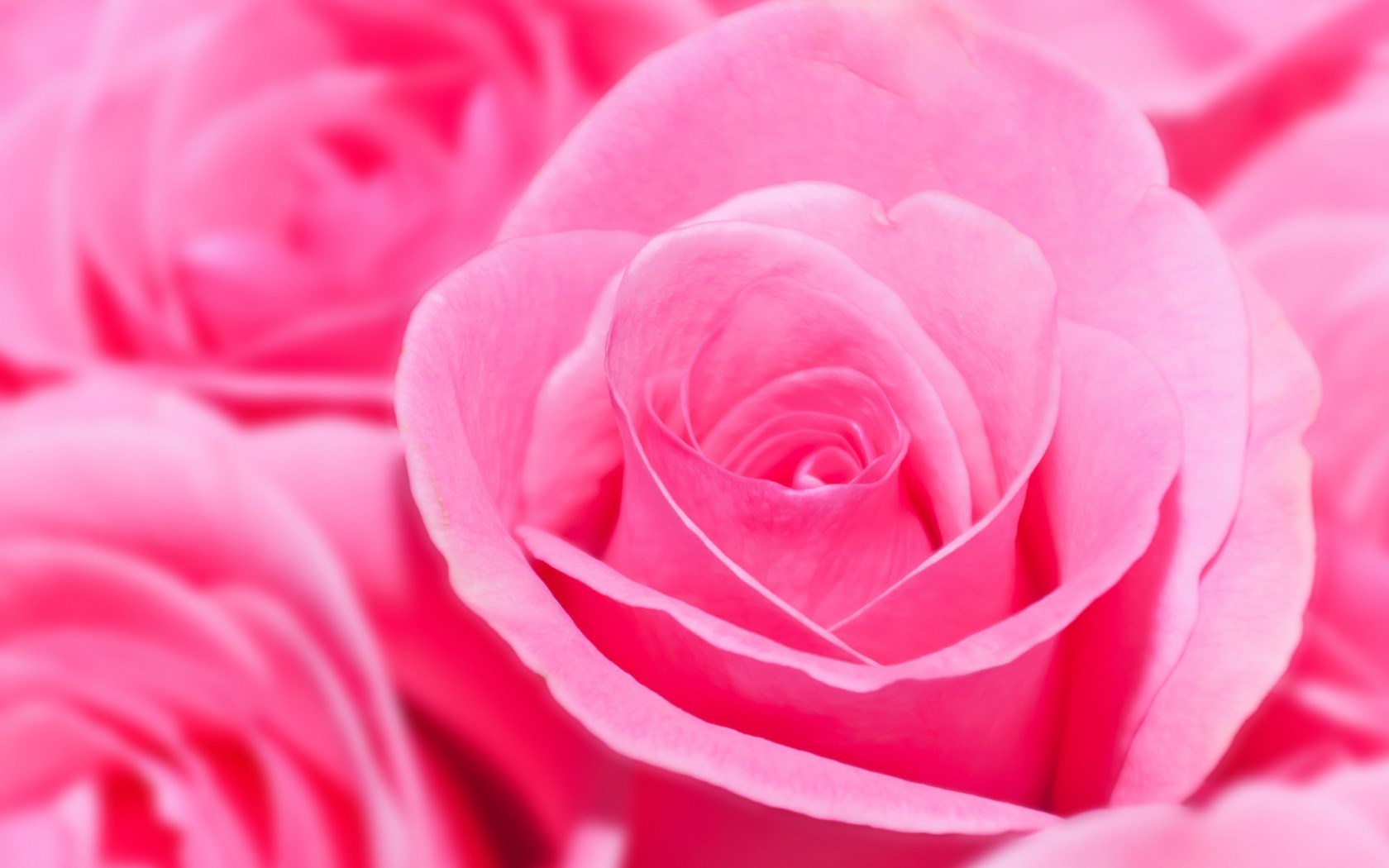 Pink Roses Images Wallpapers