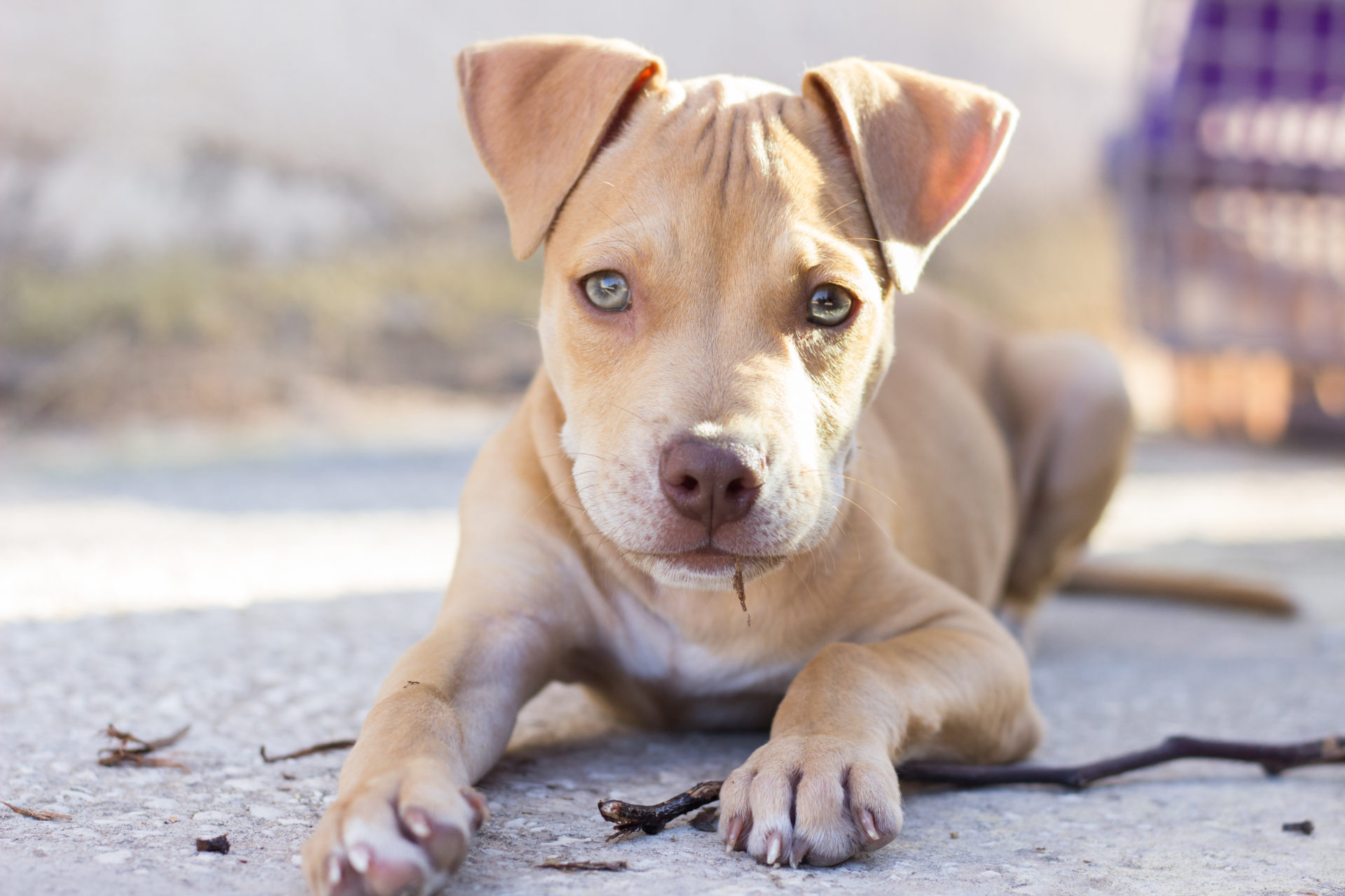 Pit Bull Puppy Wallpapers