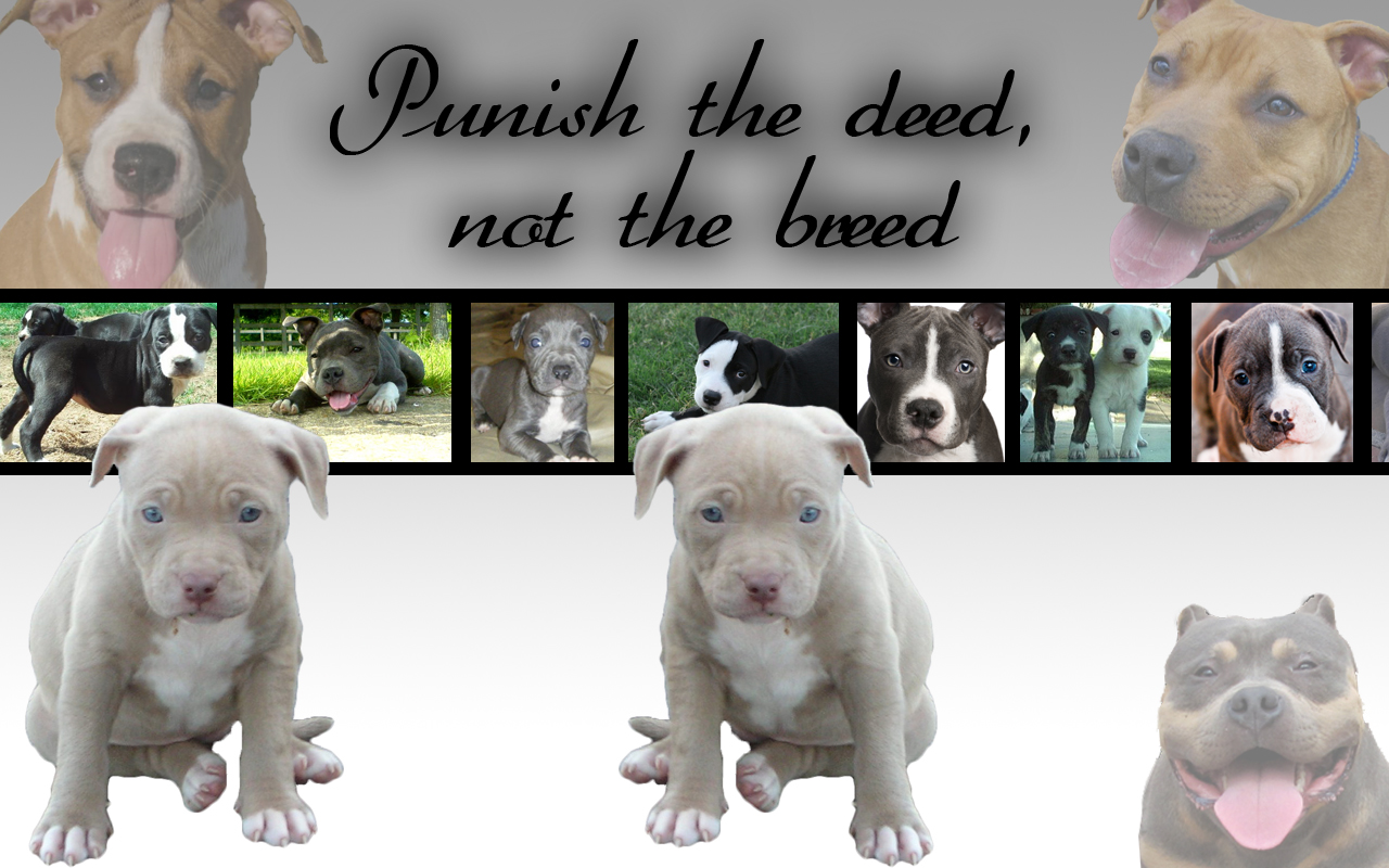 Pit Bull Puppy Wallpapers