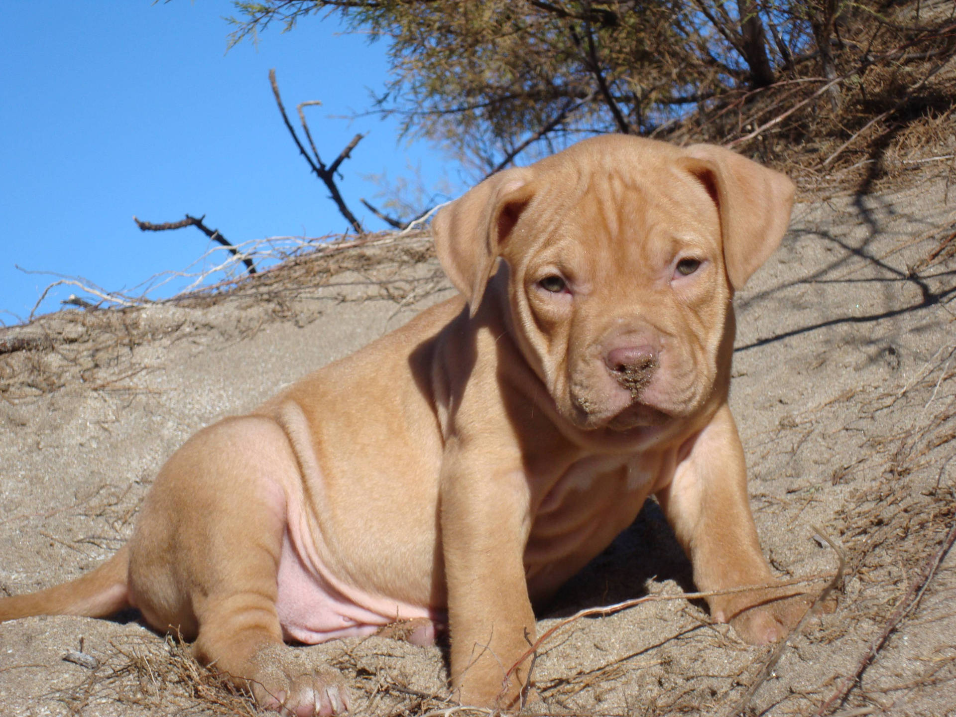 Pit Bull Puppy Wallpapers