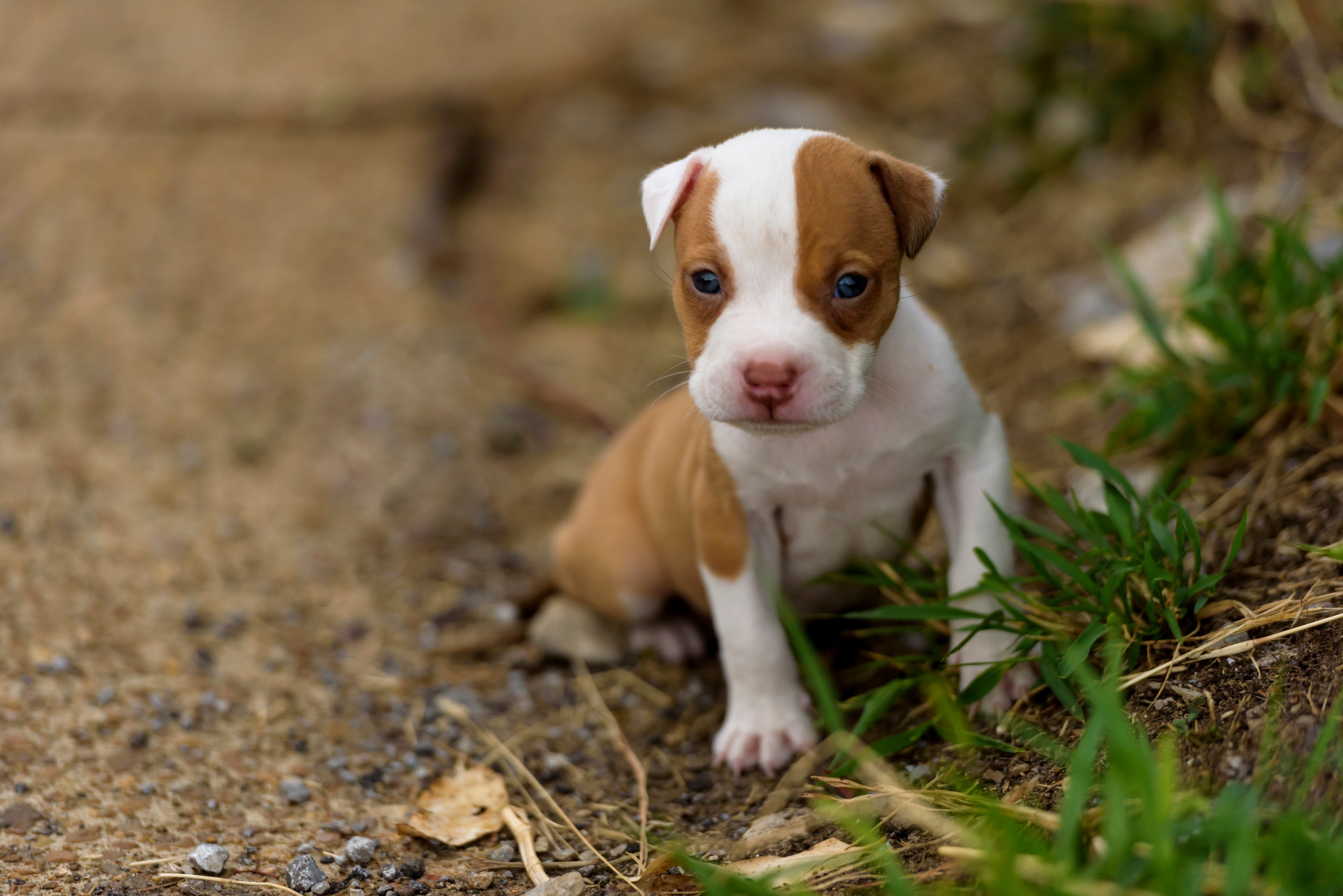 Pit Bull Puppy Wallpapers
