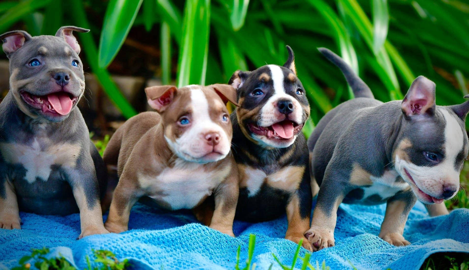 Pit Bull Puppy Wallpapers