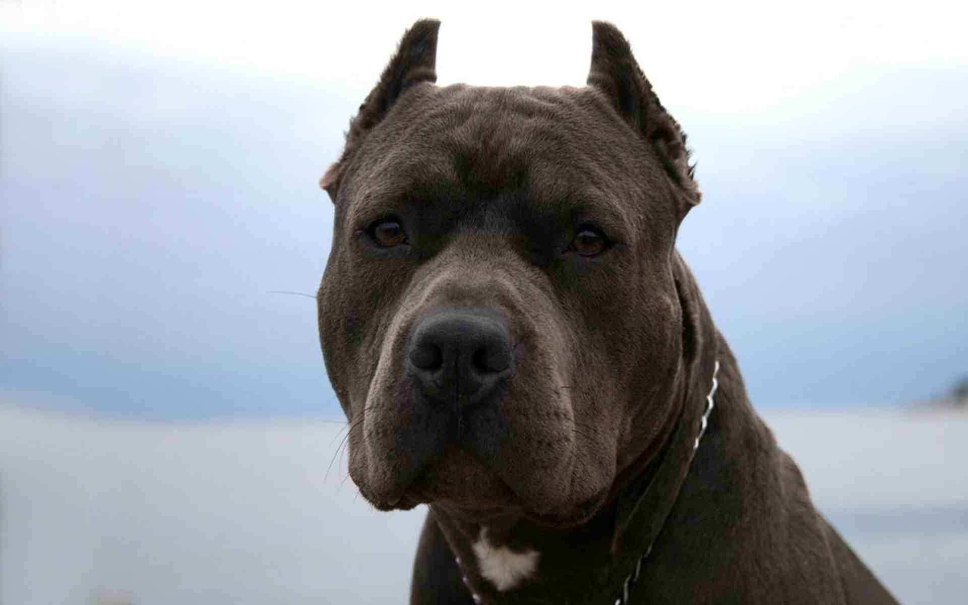 Pitbull Dogs Wallpapers