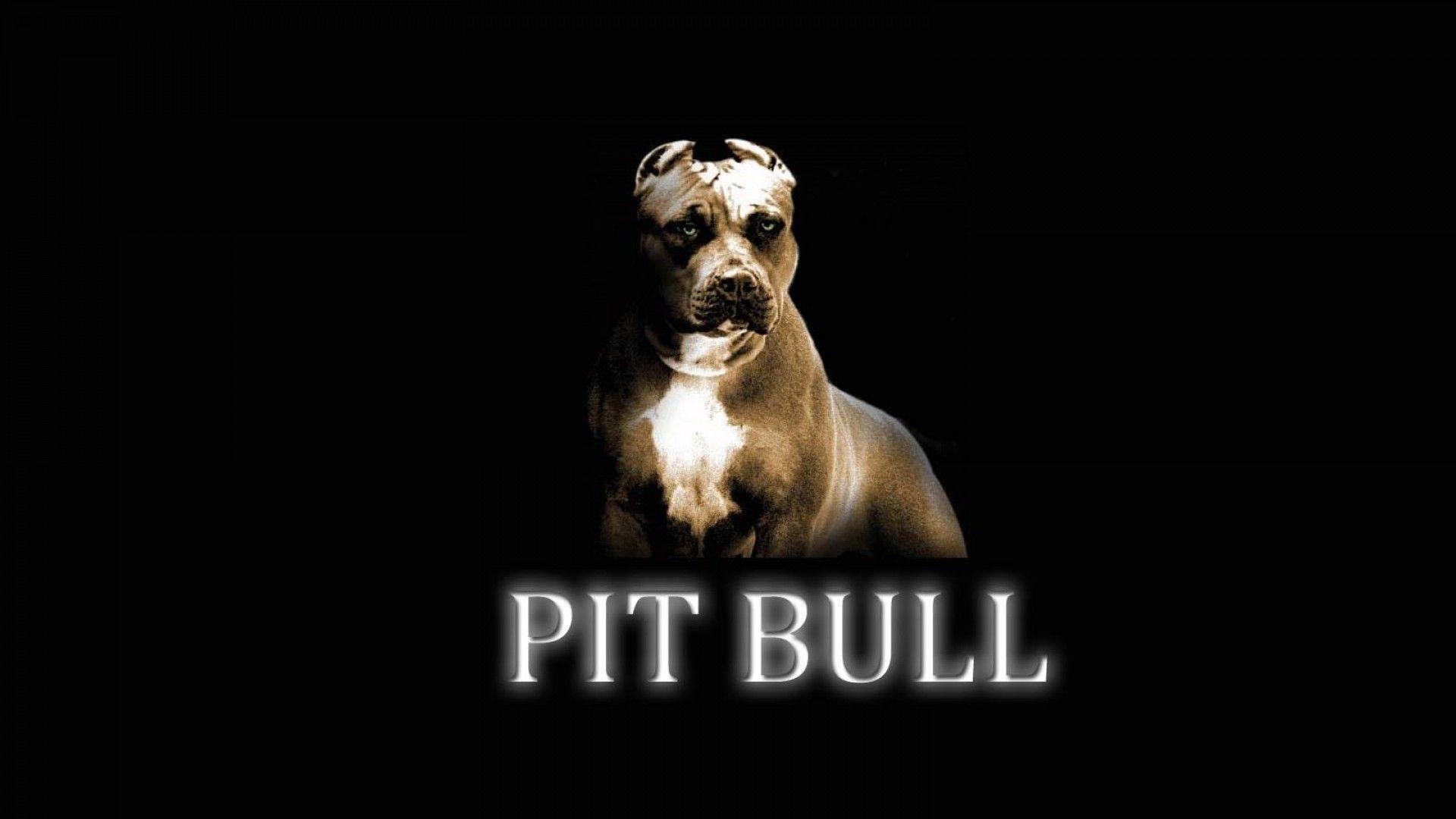 Pitbull Dogs Wallpapers