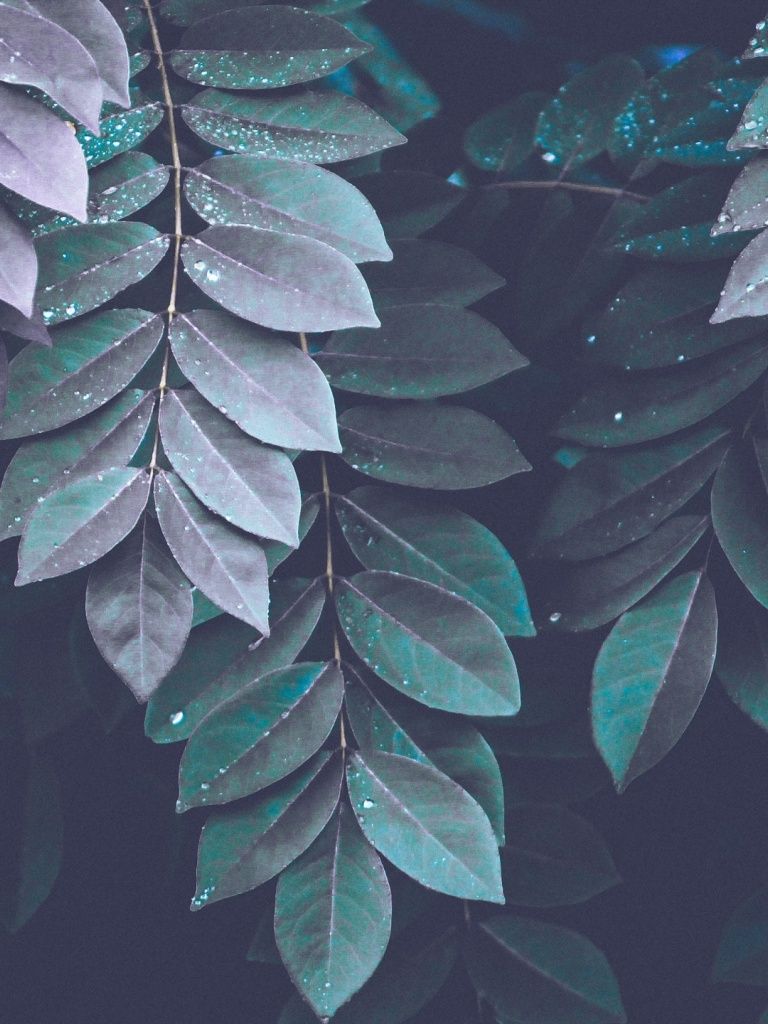 Plant Ipad Wallpapers