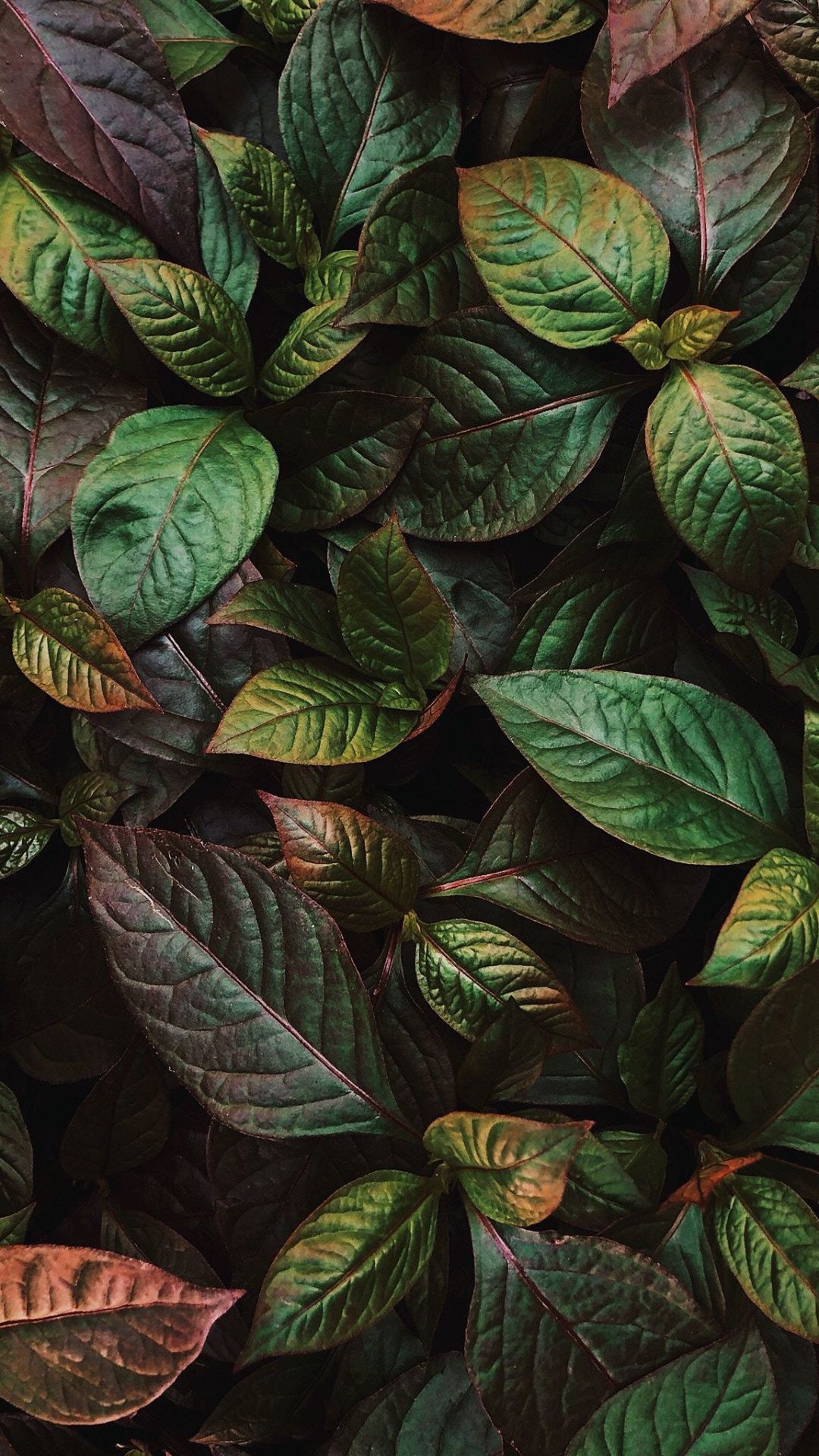 Plant Ipad Wallpapers