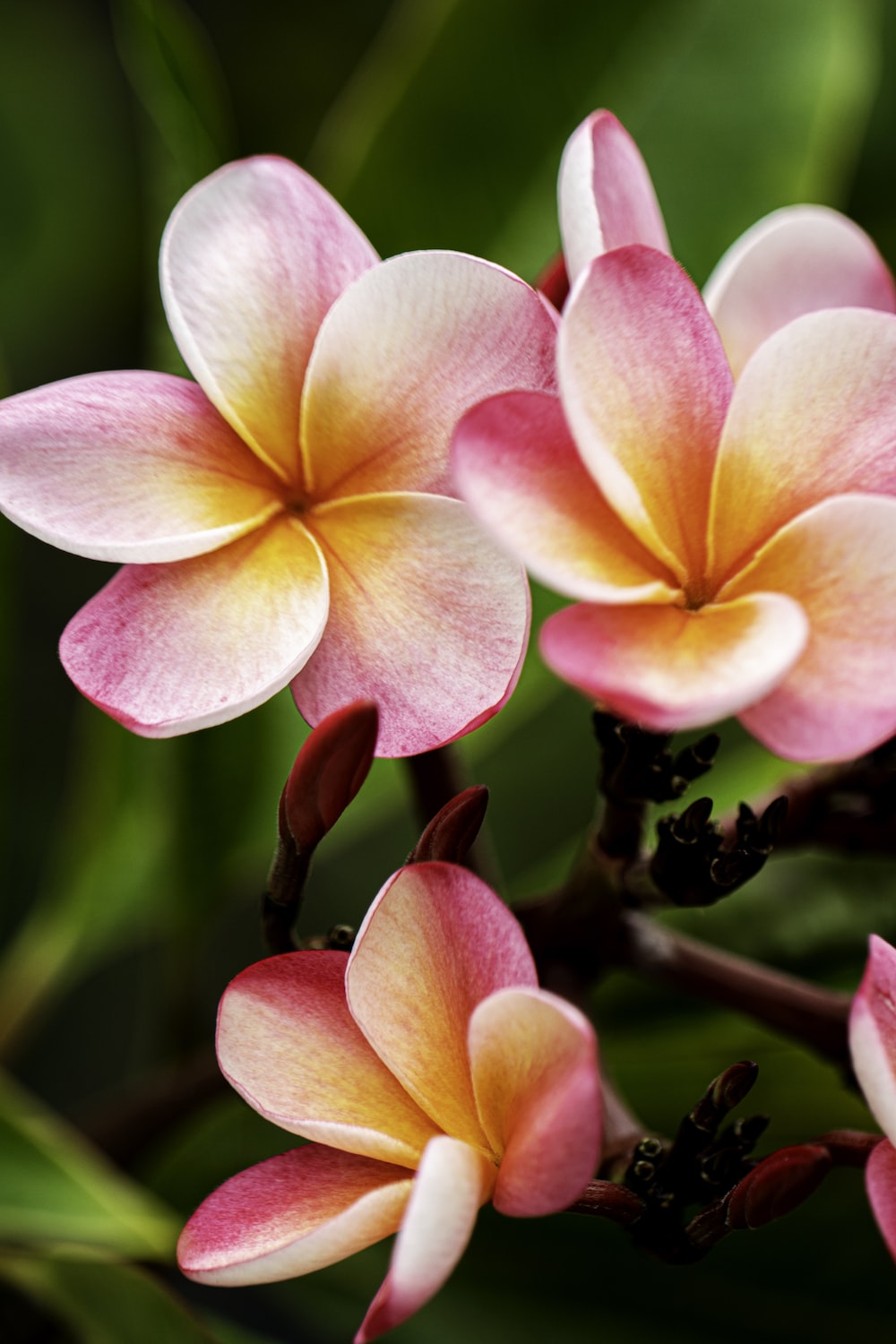 Plumeria Wallpapers