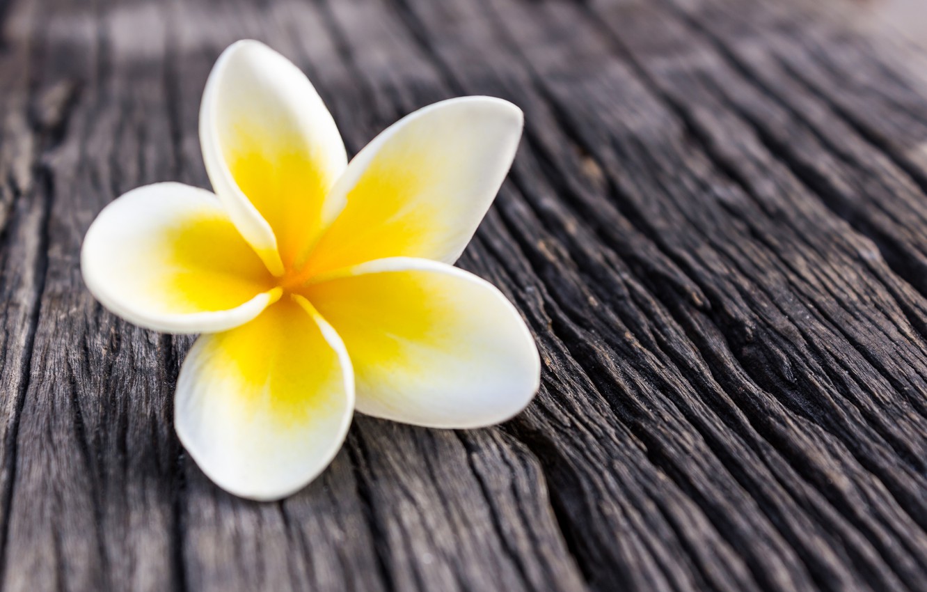 Plumeria Wallpapers