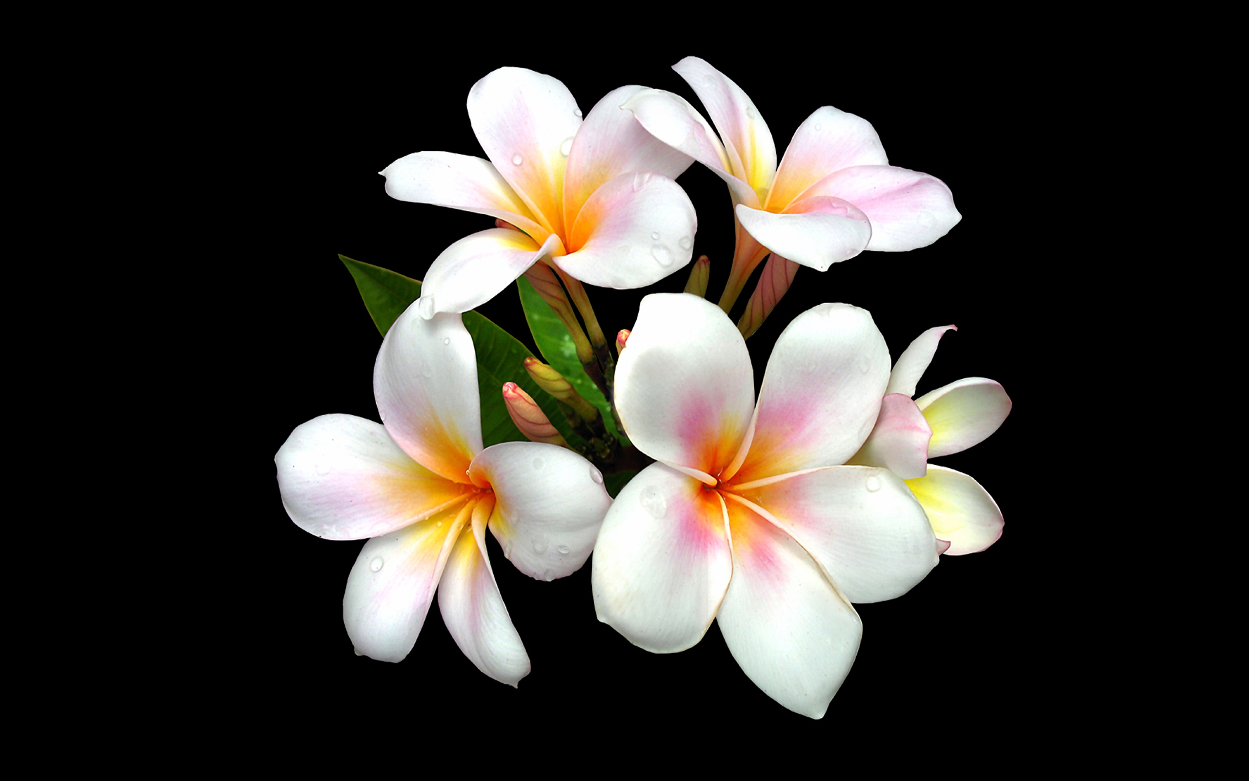 Plumeria Wallpapers