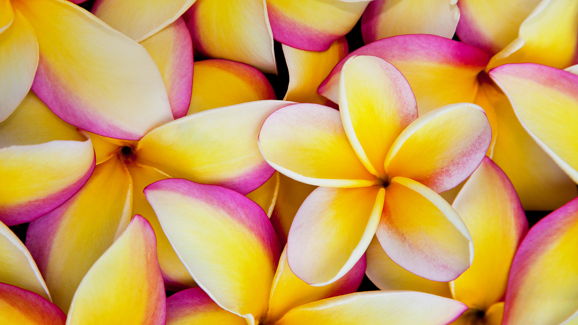 Plumeria Wallpapers