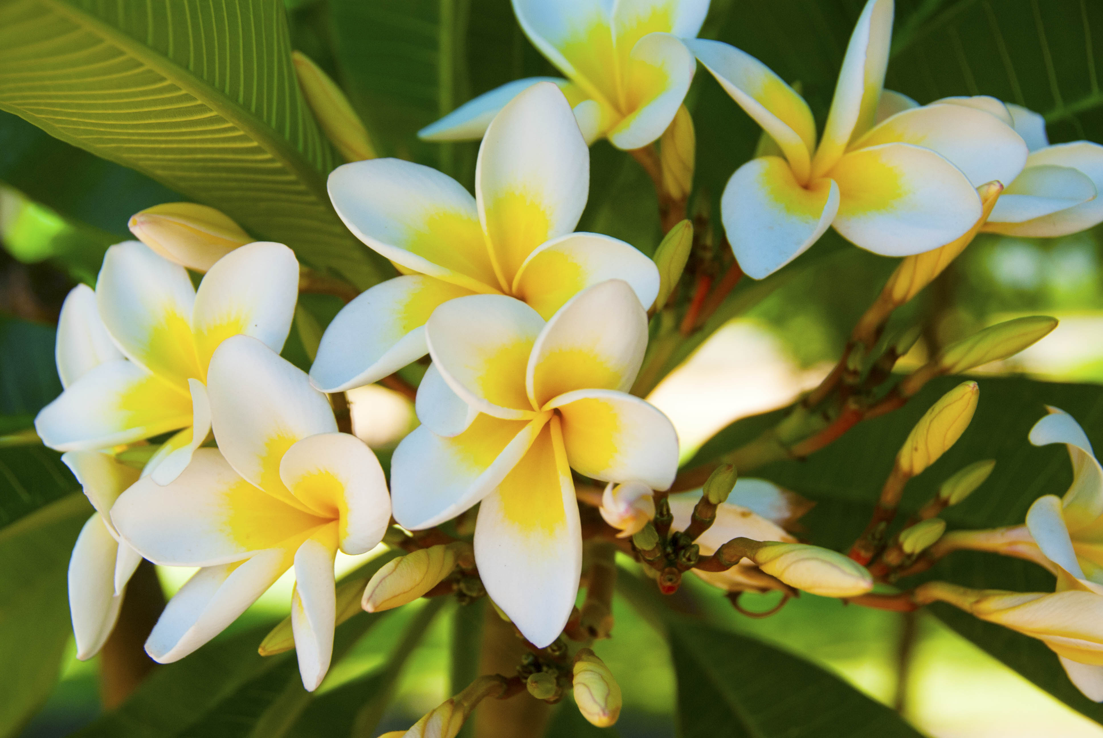 Plumeria Wallpapers