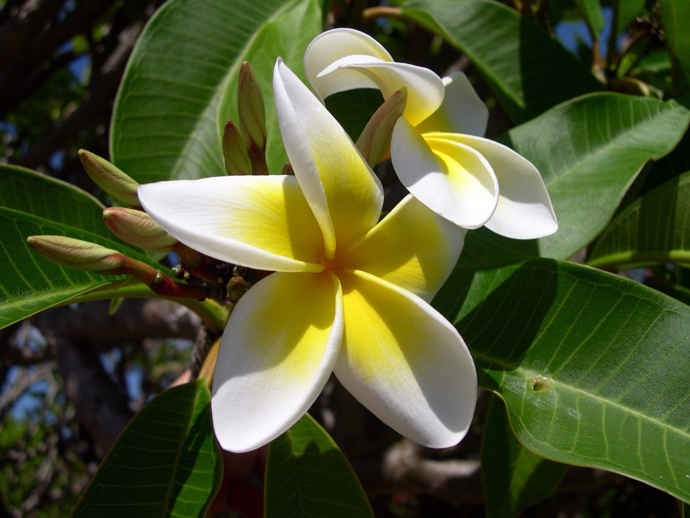 Plumeria Wallpapers