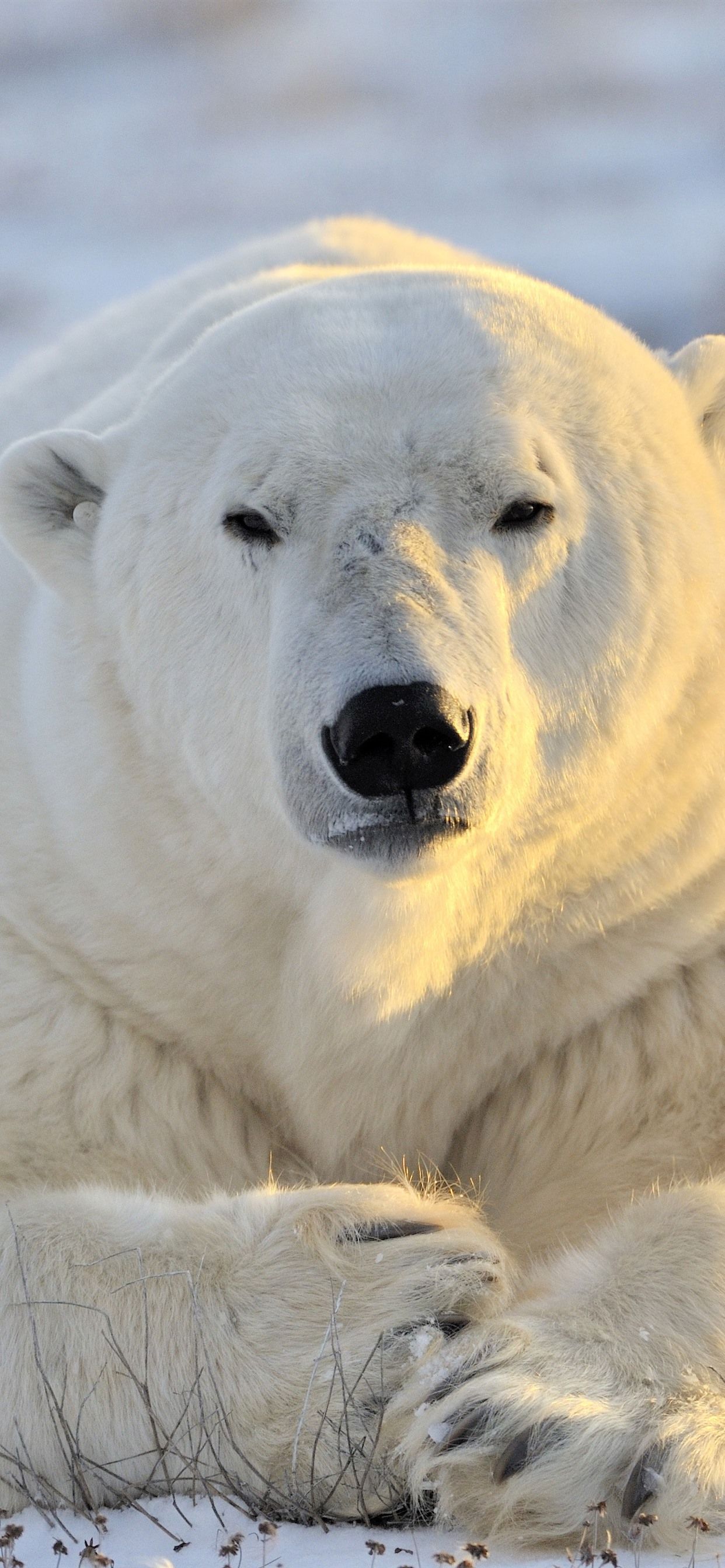 Polar Bear Iphone Wallpapers