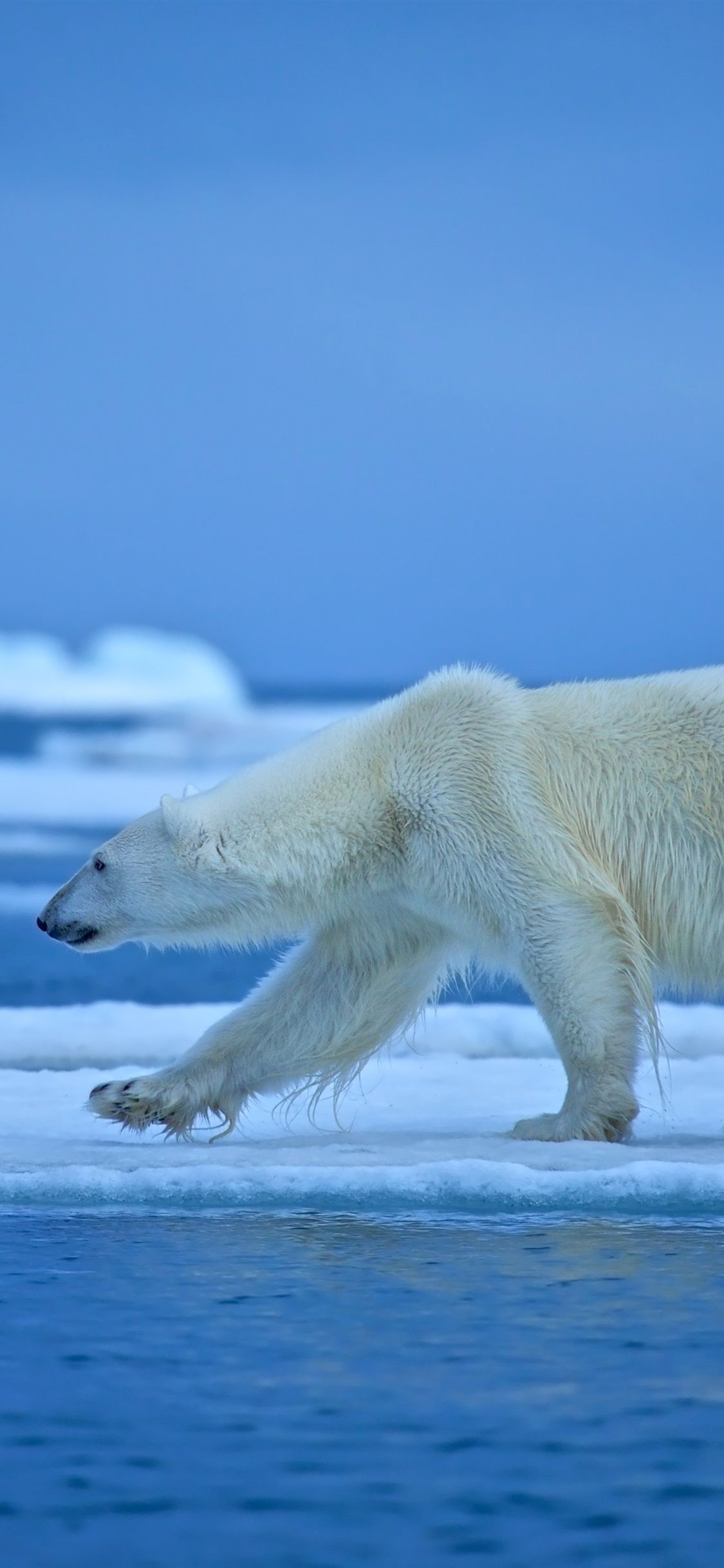 Polar Bear Iphone Wallpapers