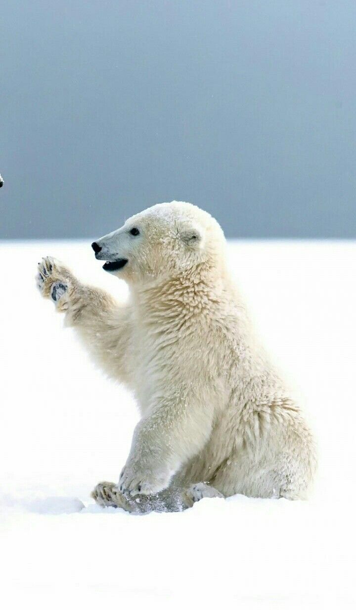 Polar Bear Iphone Wallpapers