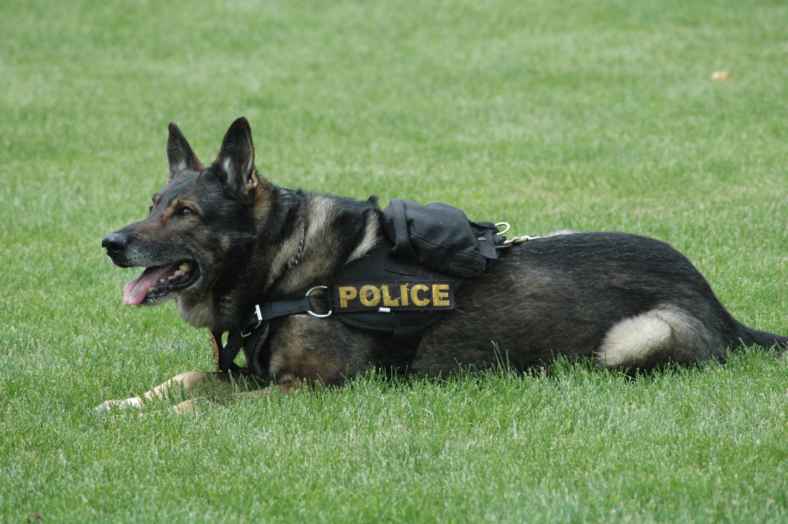 Police K9 Wallpapers