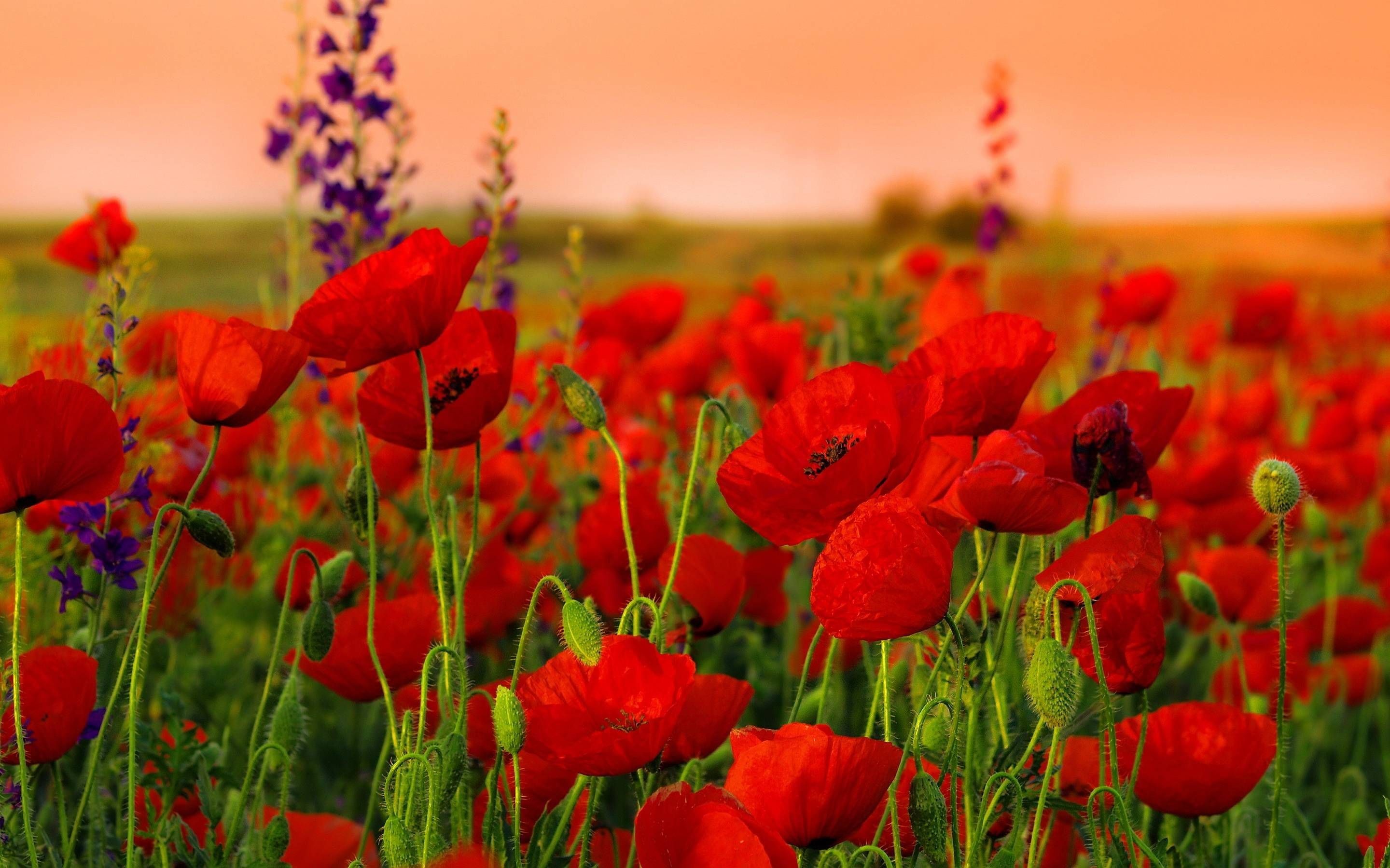 Poppy Flower Wallpapers