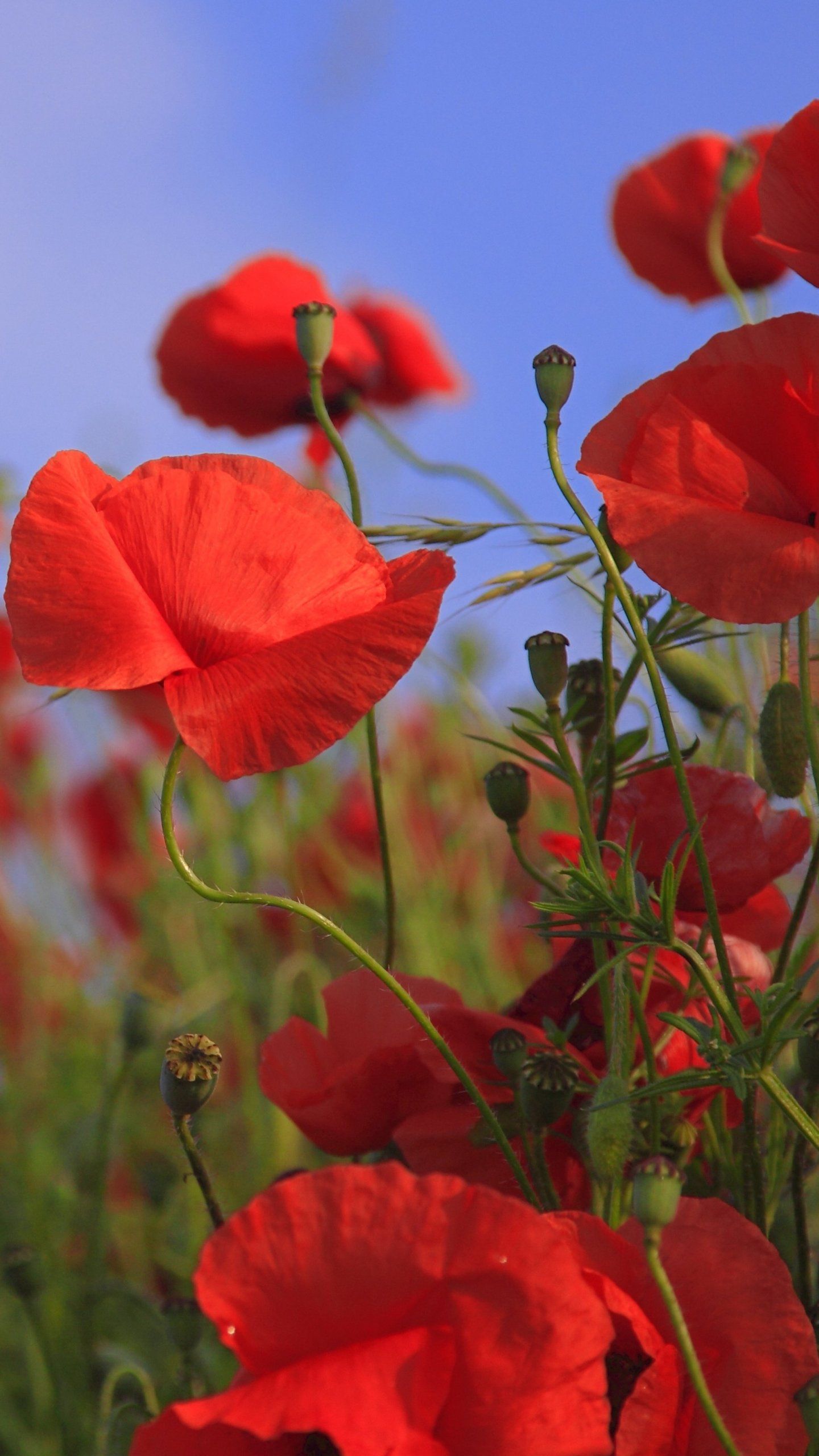 Poppy Flower Wallpapers