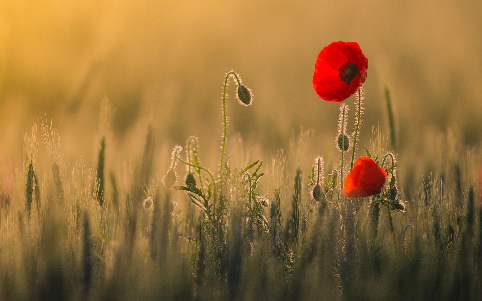 Poppy Flower Wallpapers