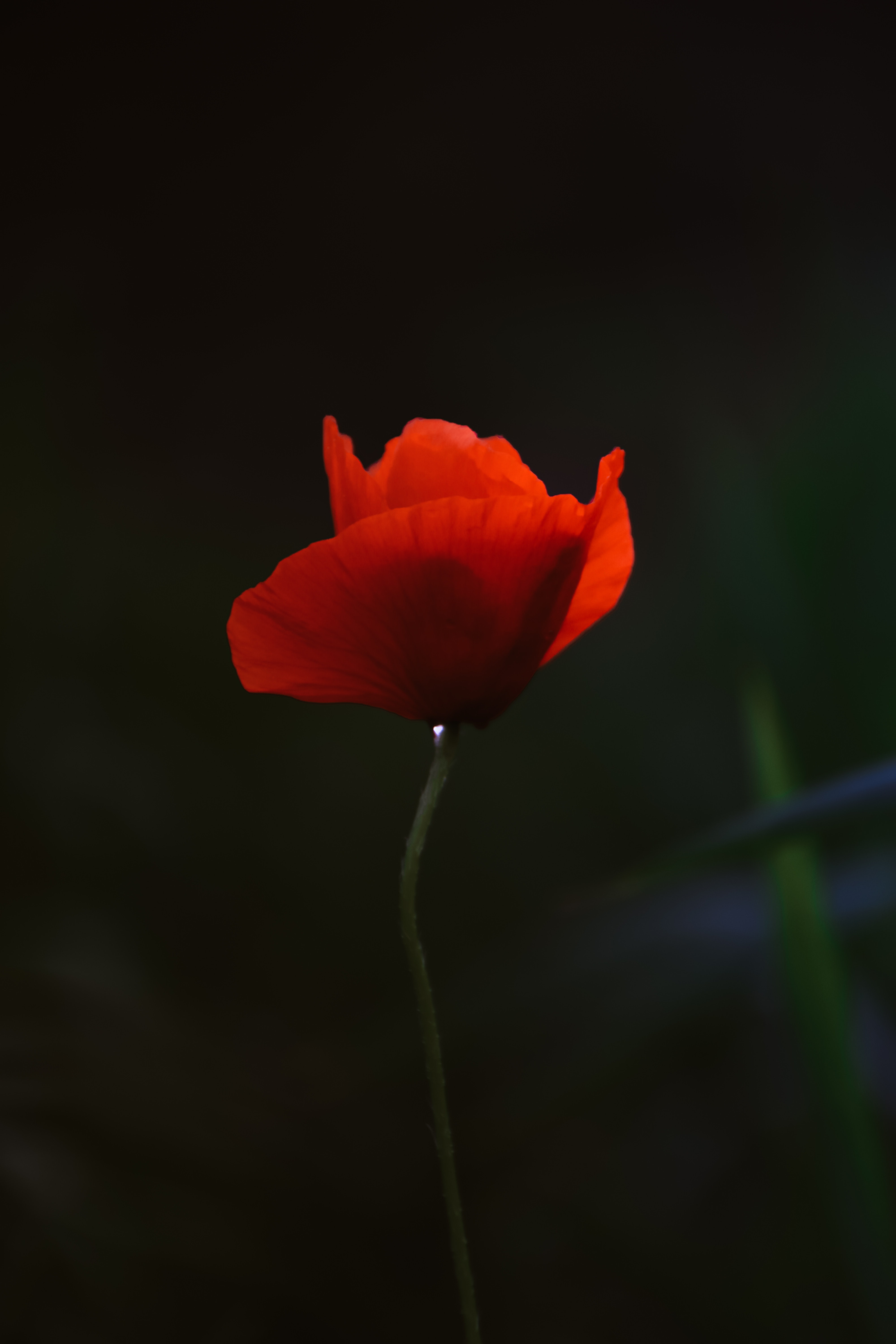 Poppy Flower Wallpapers